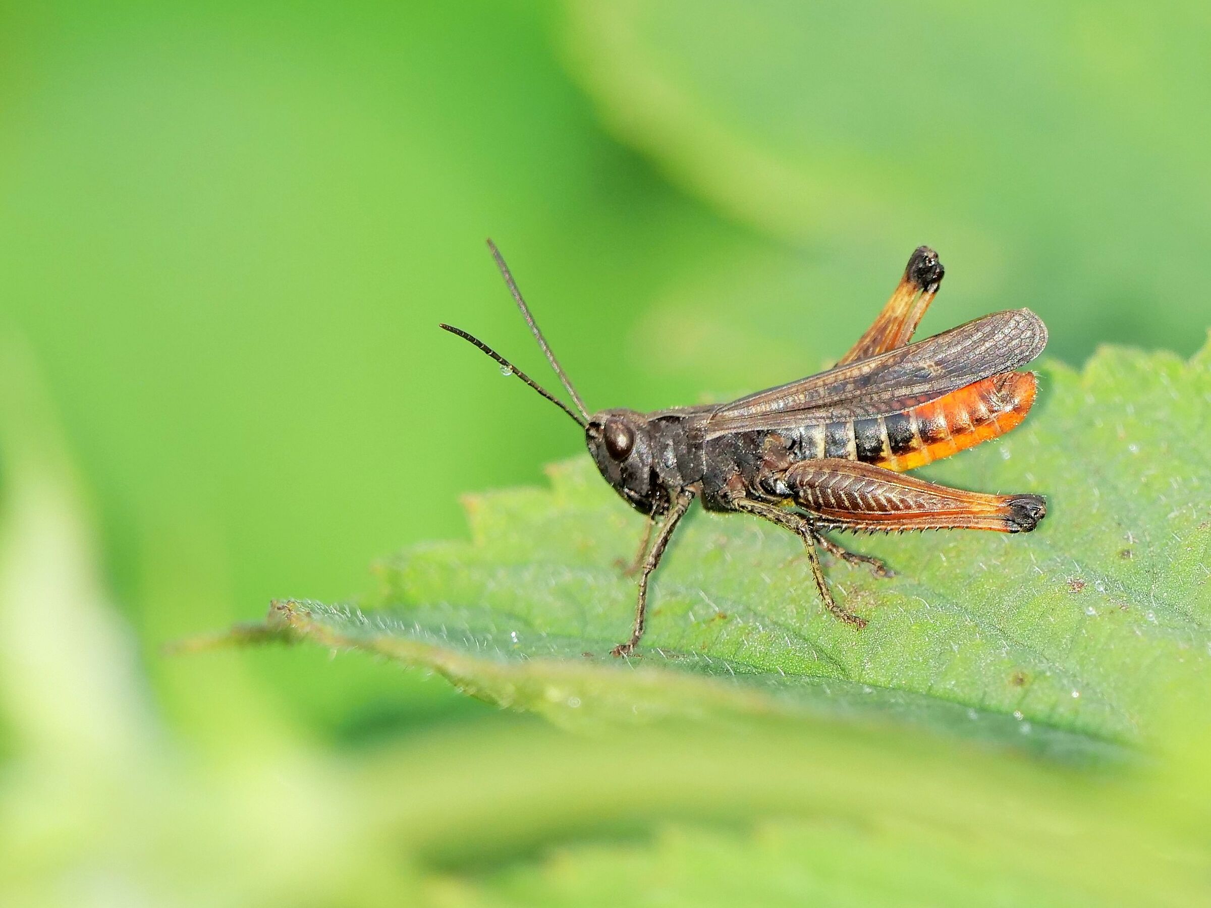 Omocesto nero (Omocestus rufipes)