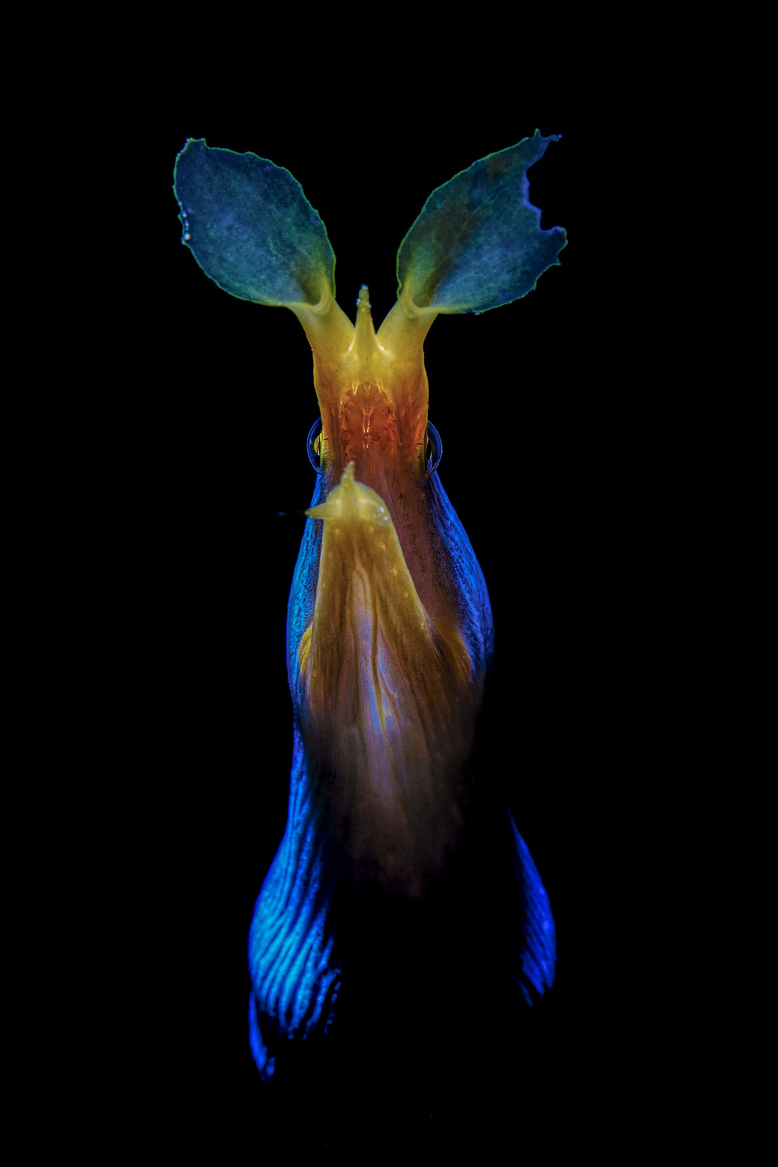 rhinomurenae quaesita , murena a nastro