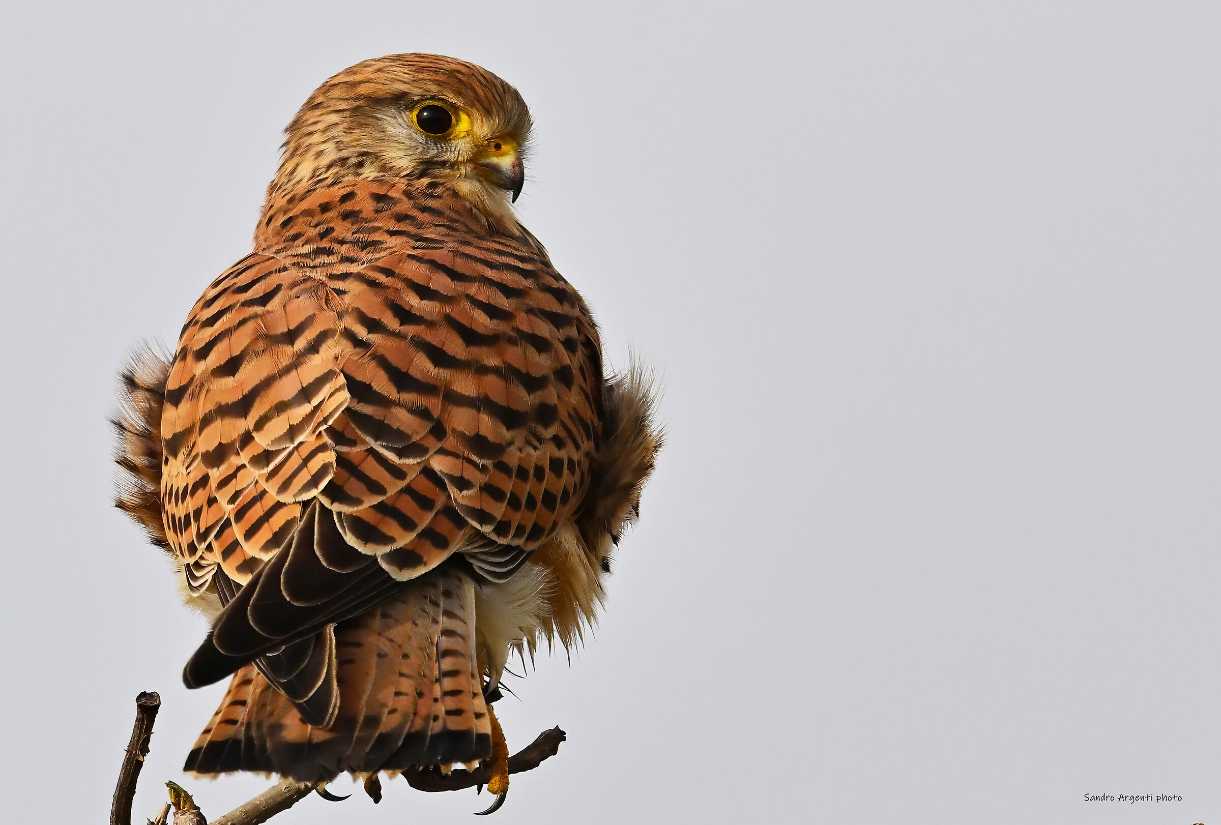 L'occhio attento di una femmina di Gheppio.