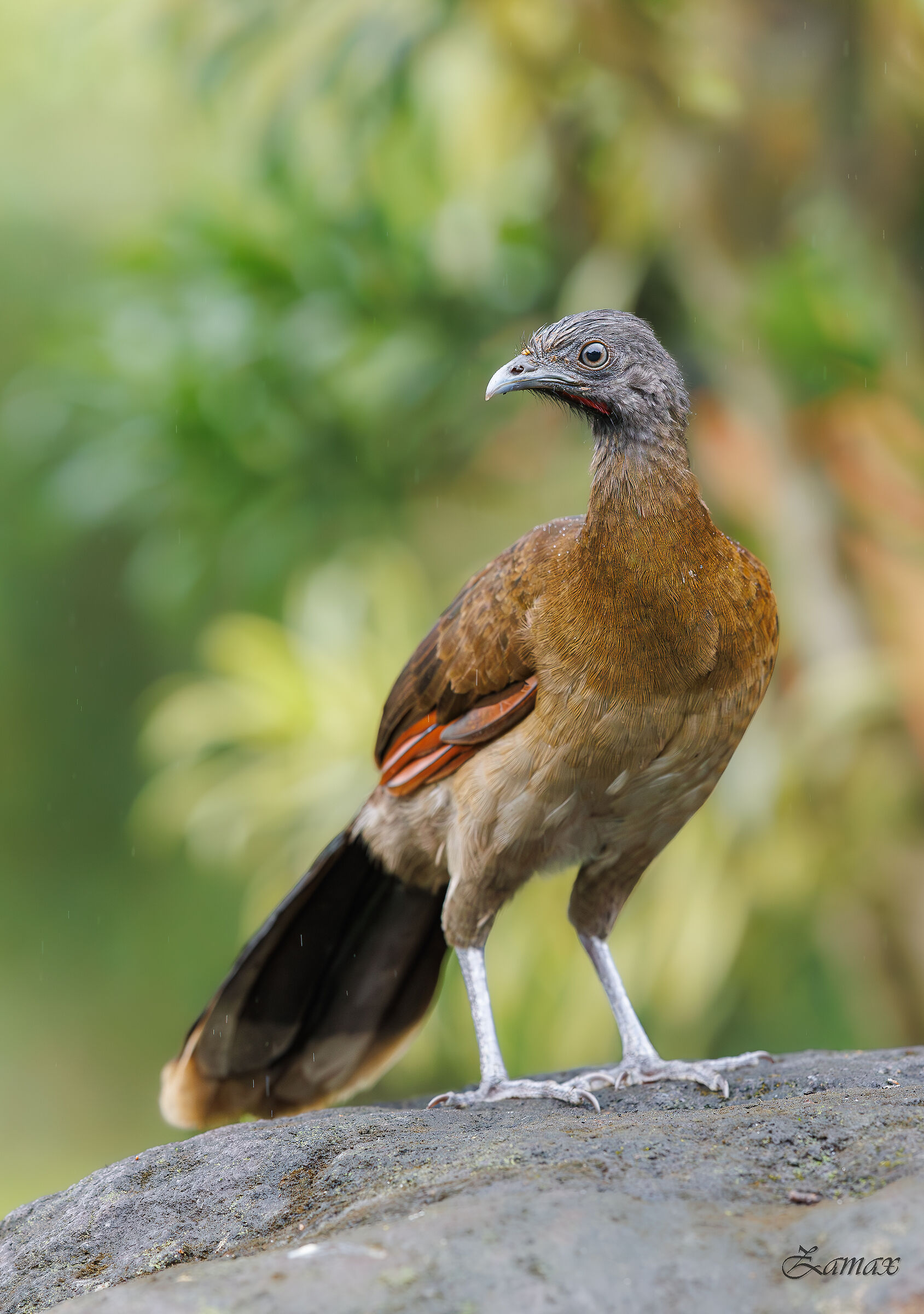 Chachalaca Dalla Testa Grigia