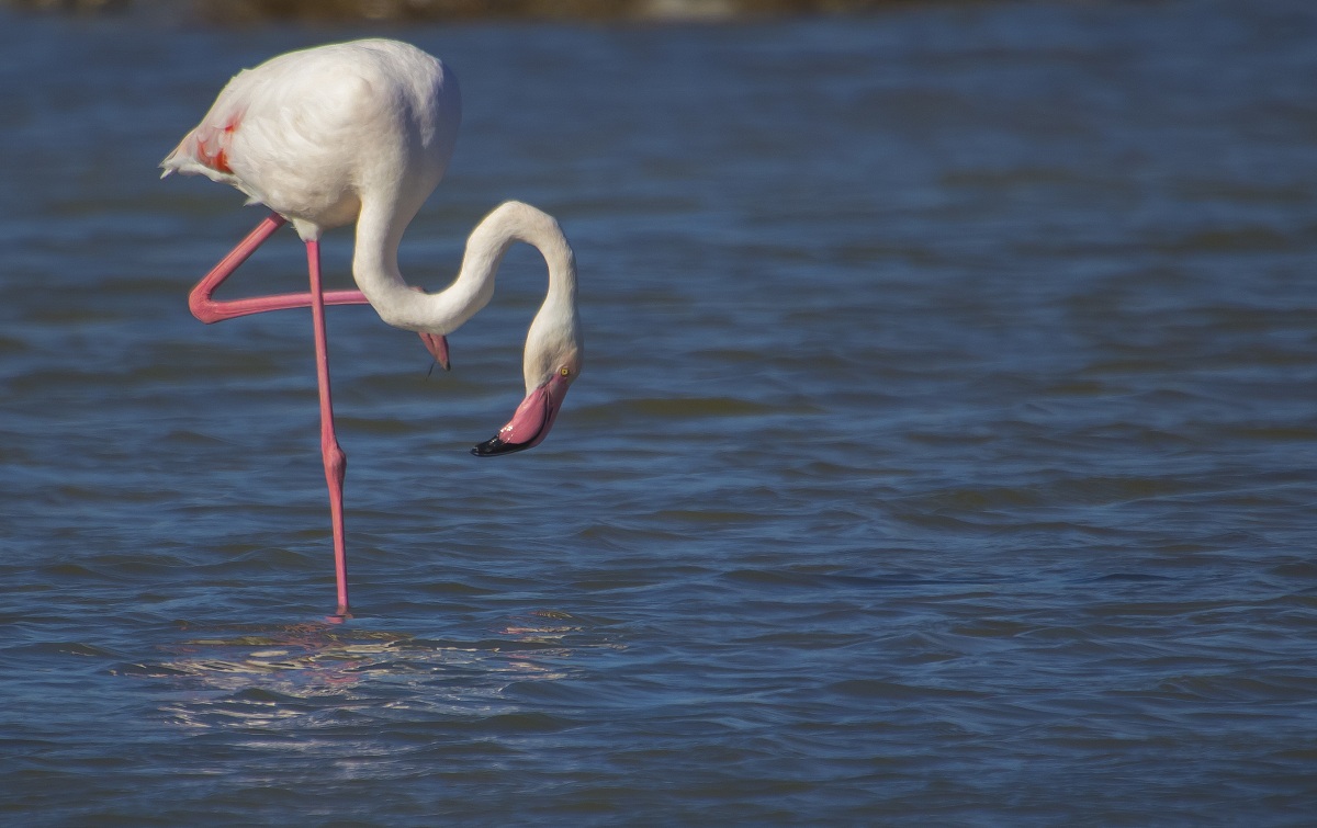 fenicottero rosa a salina monaci