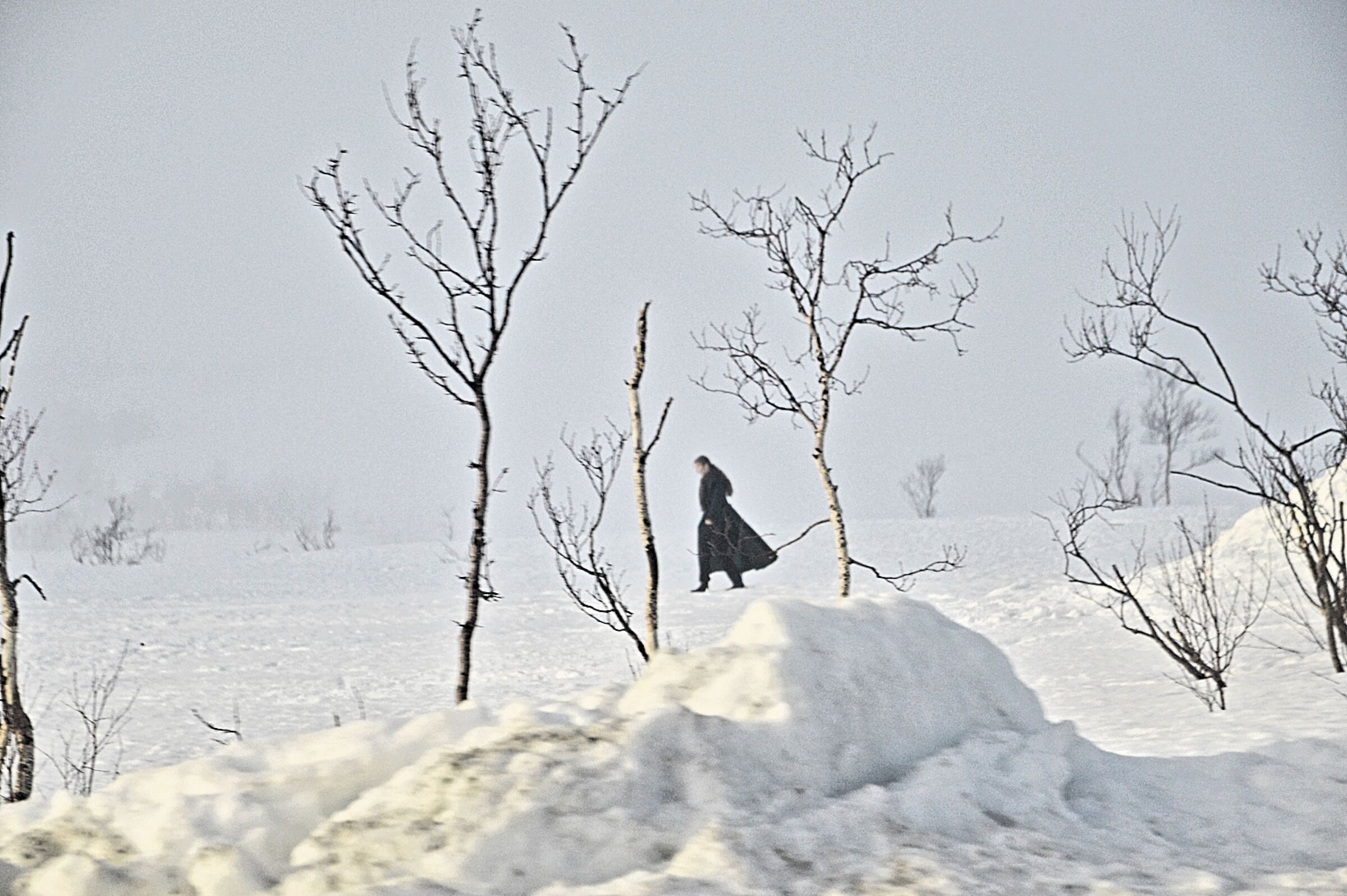 Black Ghost in the snow