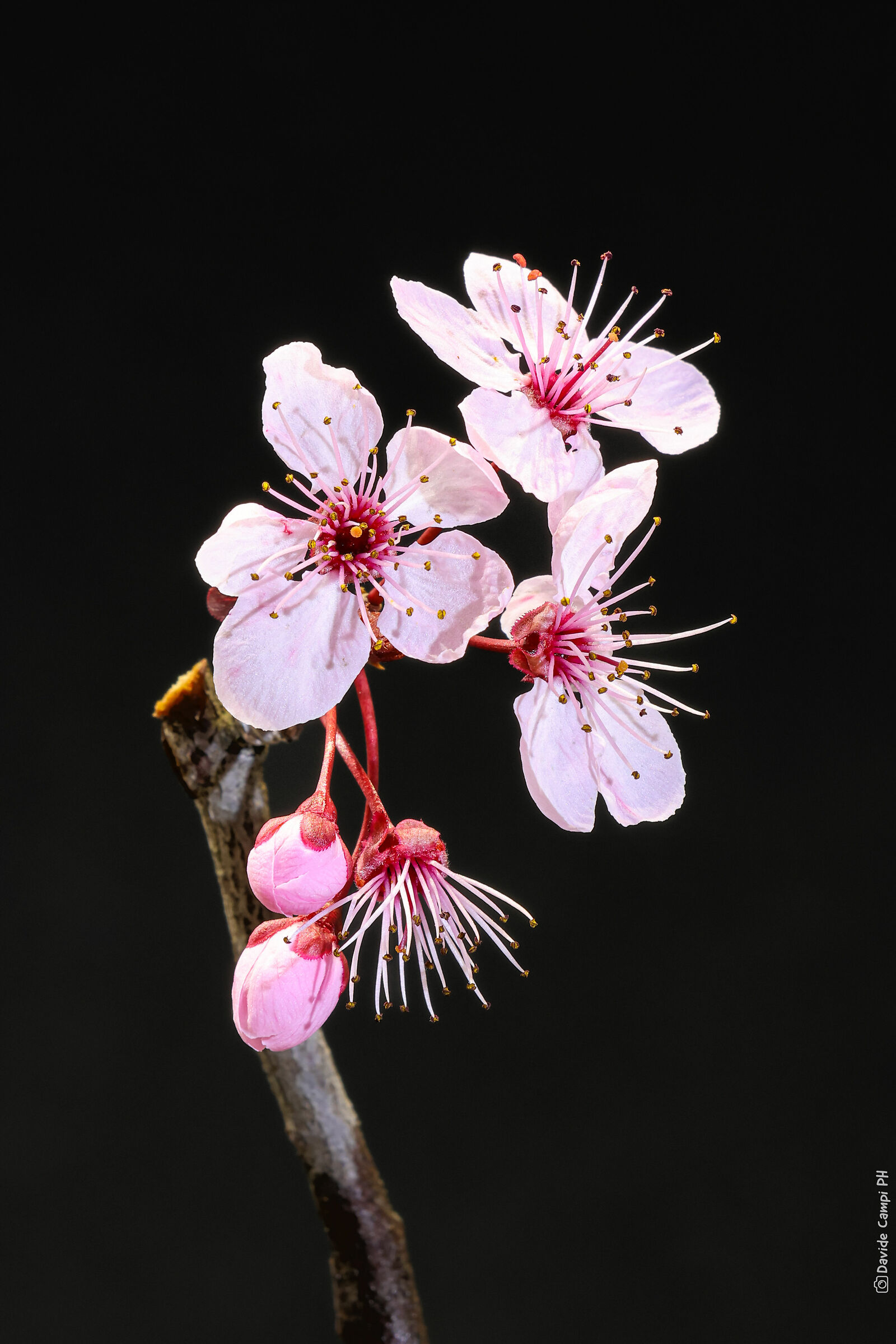 Prunus