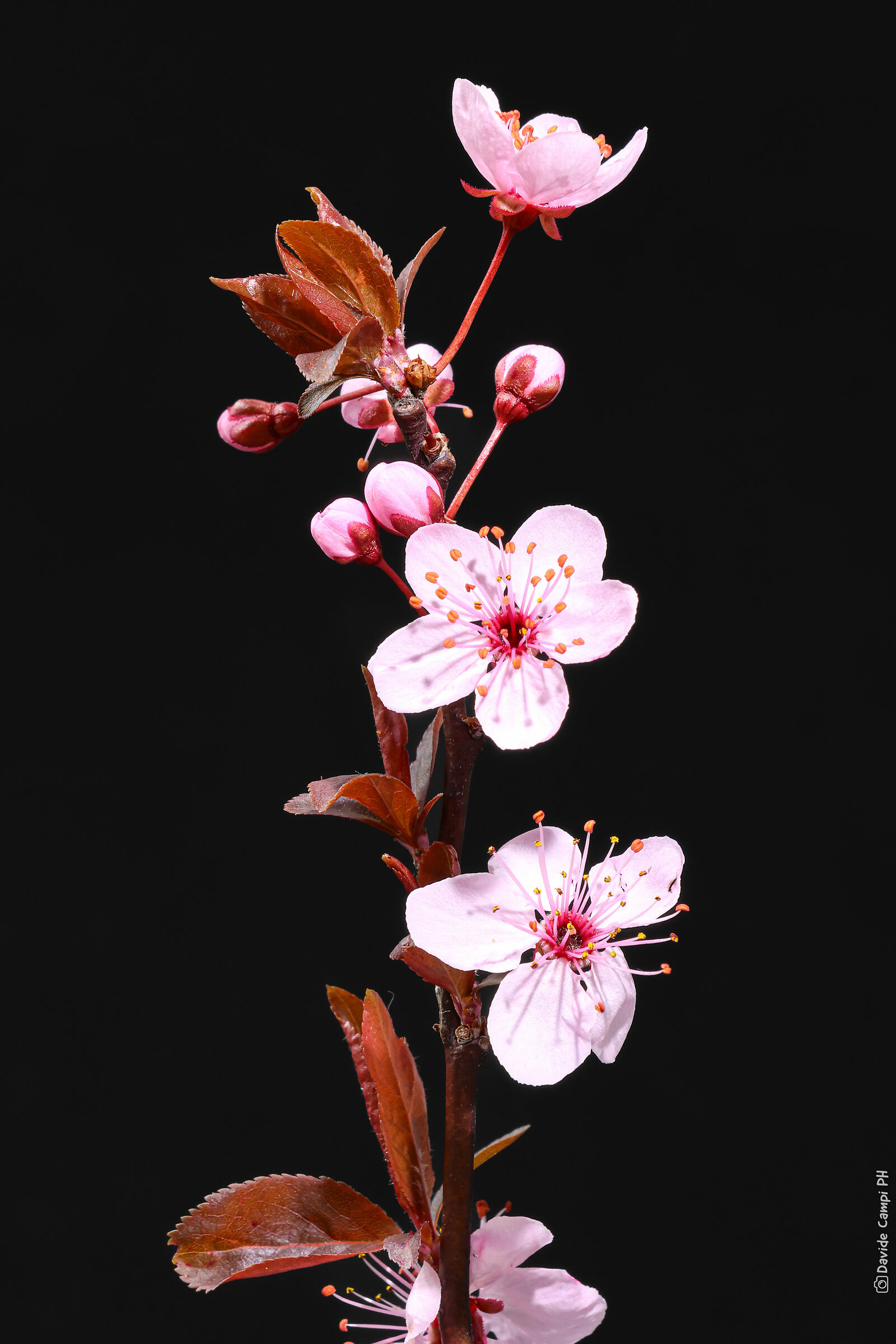 Prunus 2