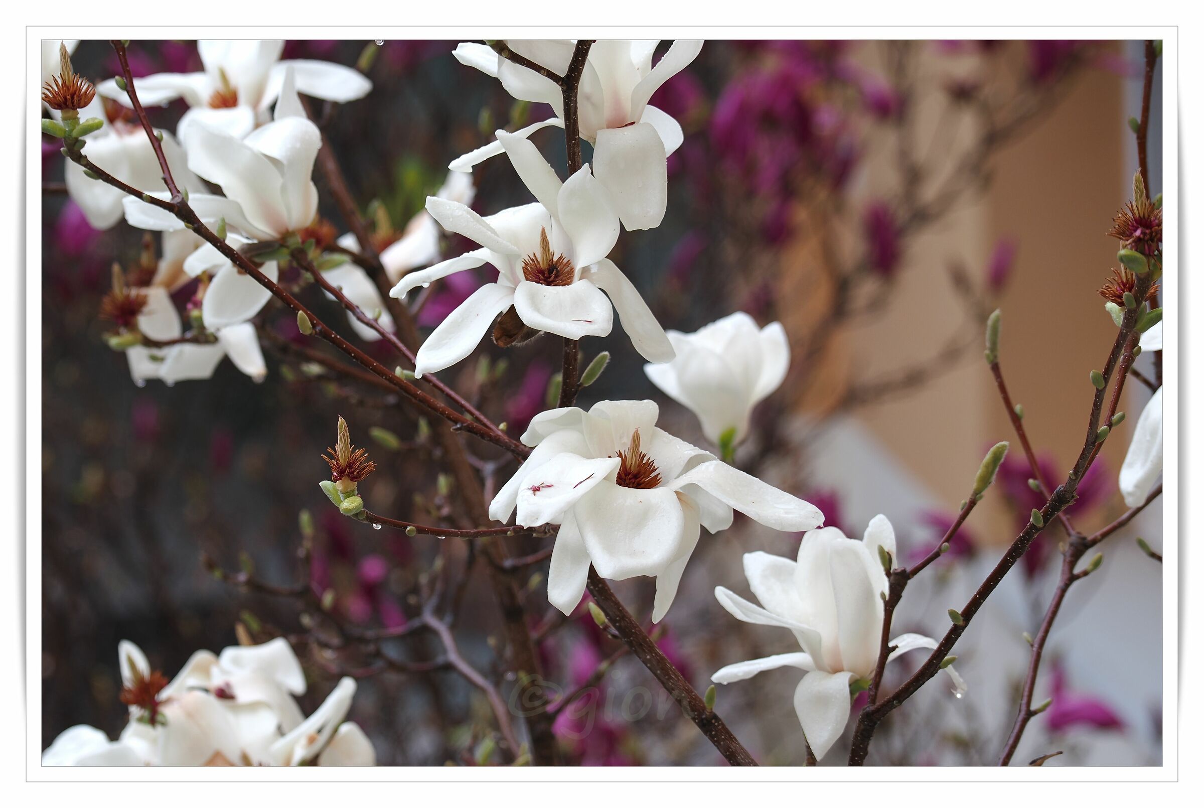 Magnolia Soulangeana