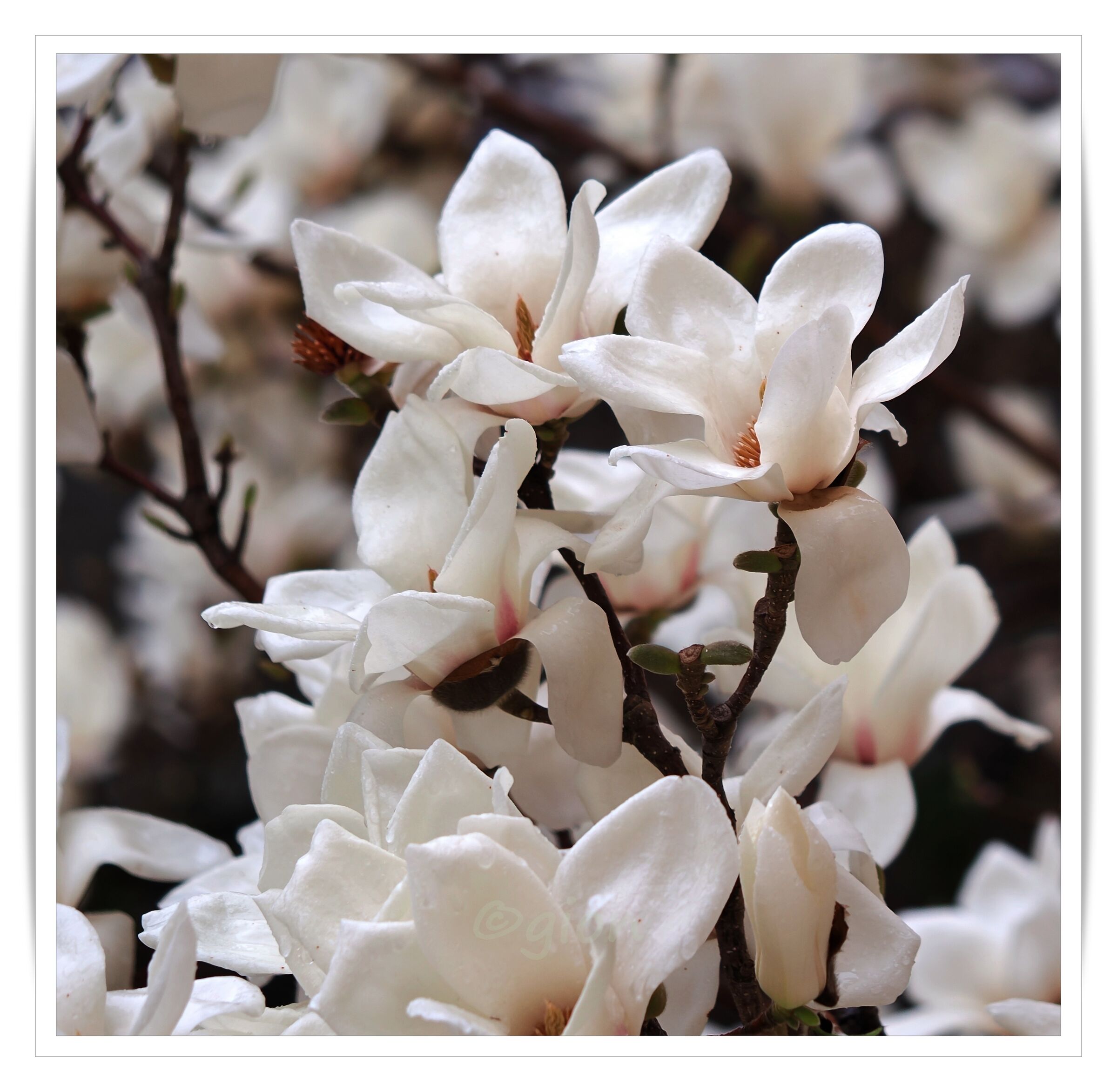 Magnolia Soulangeana