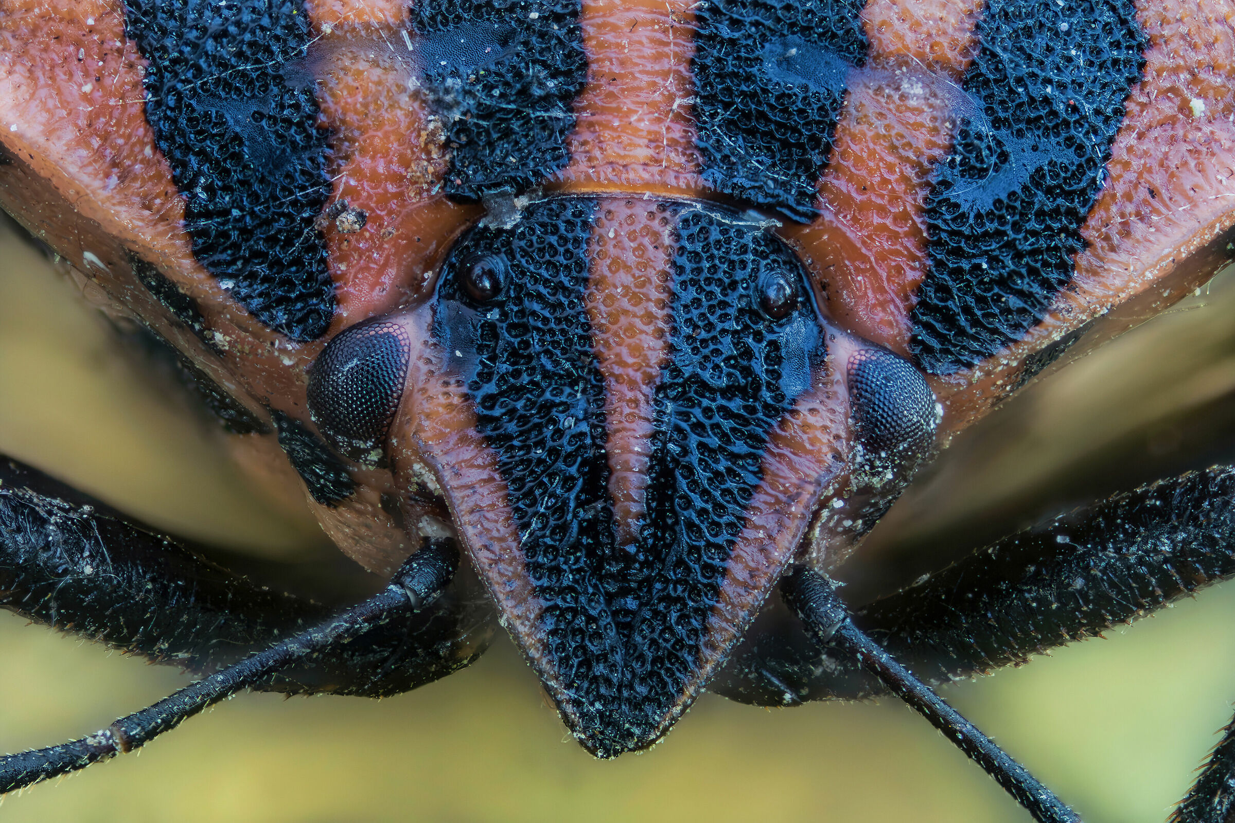 Graphosoma lineatum italicum