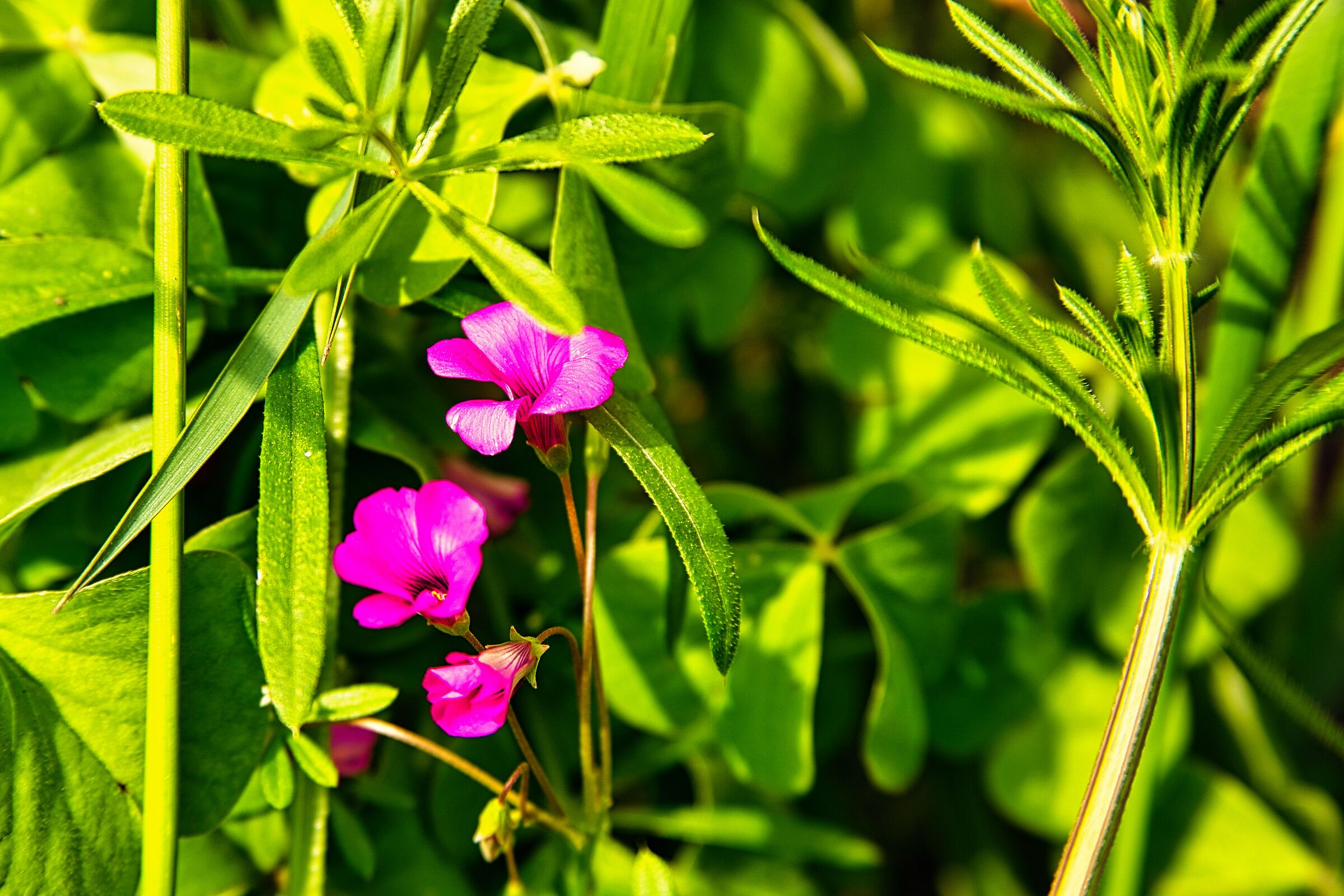Colors of spring