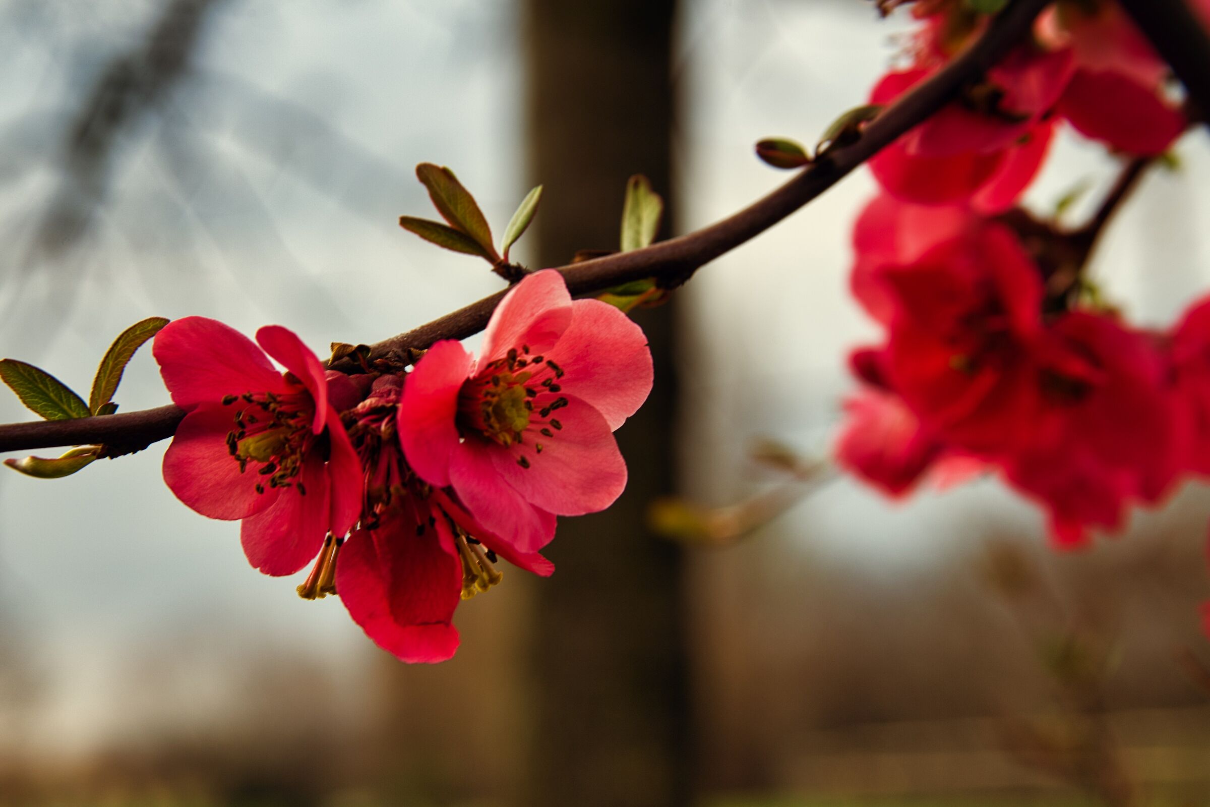 Colors of spring