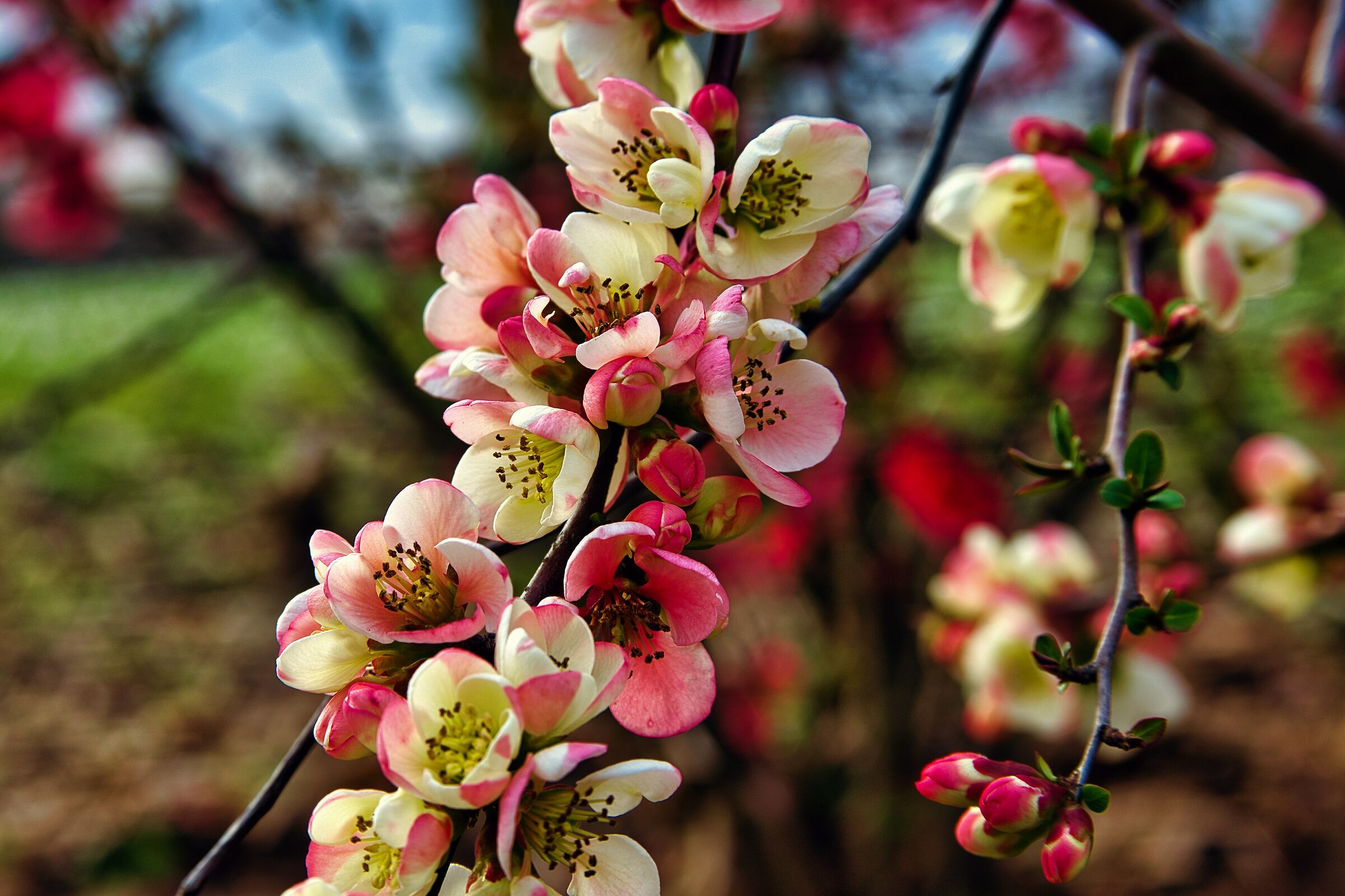 Colors of spring