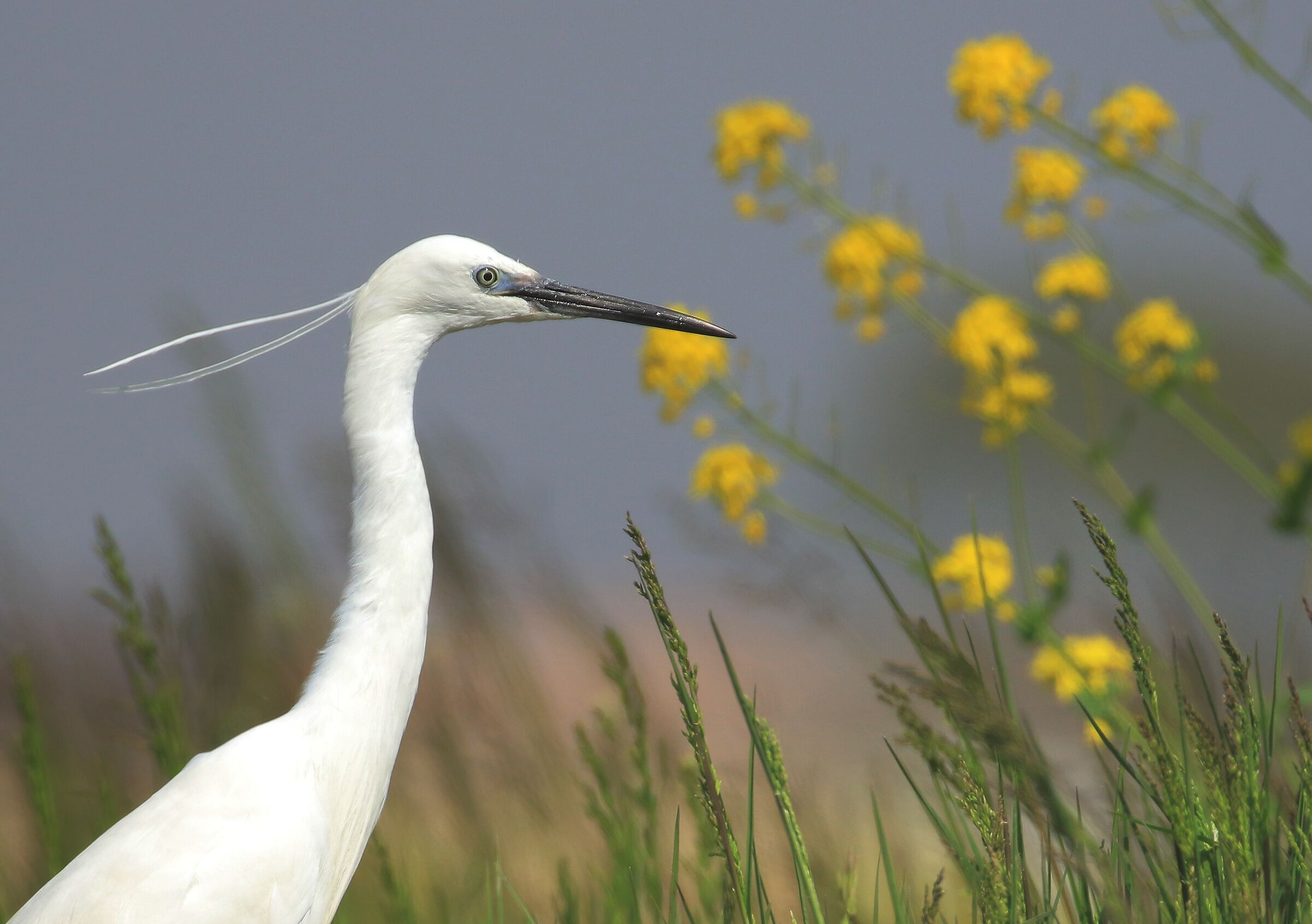 Garzetta e fiori in primavera