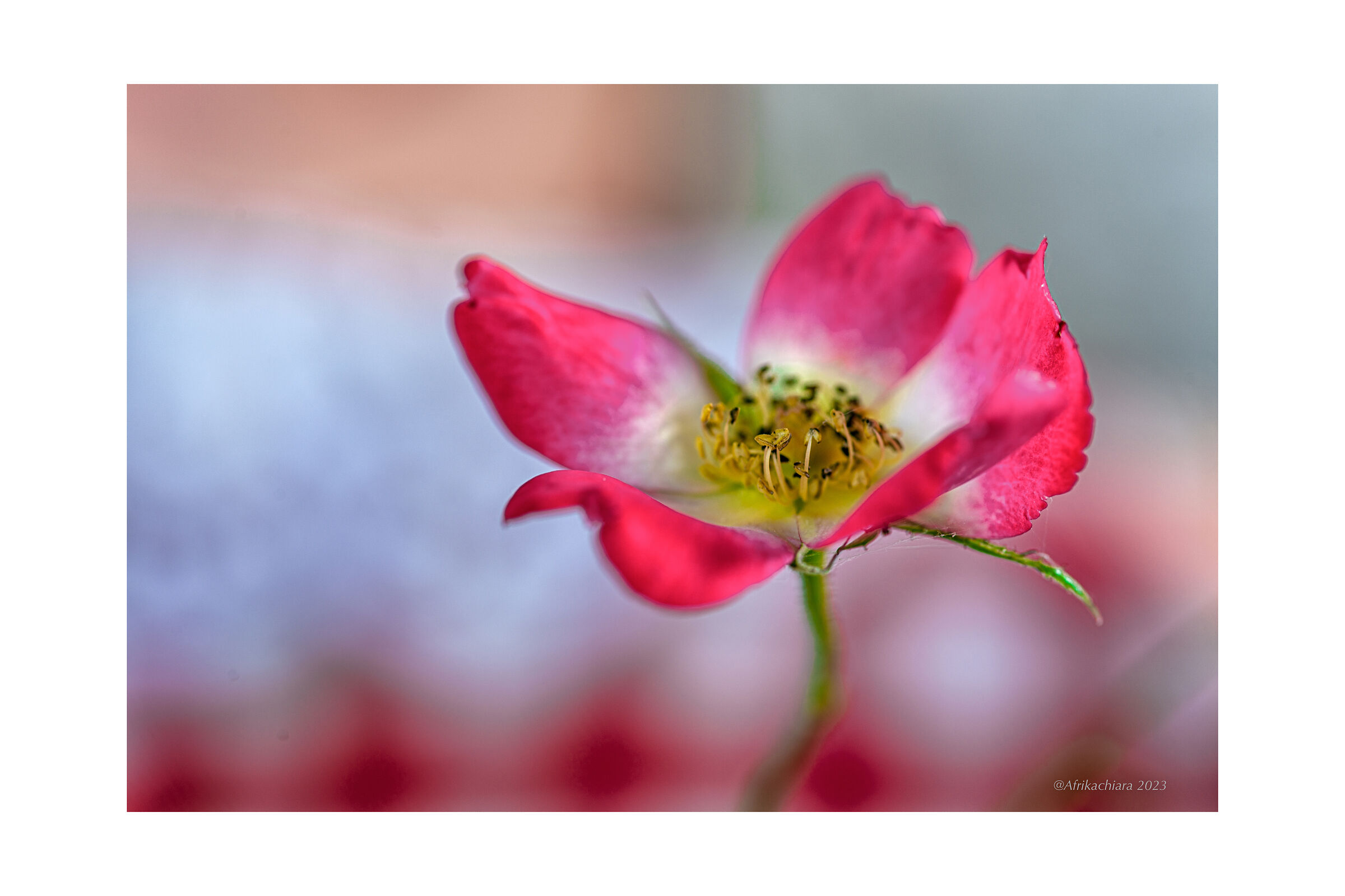 The colors of the rosehip