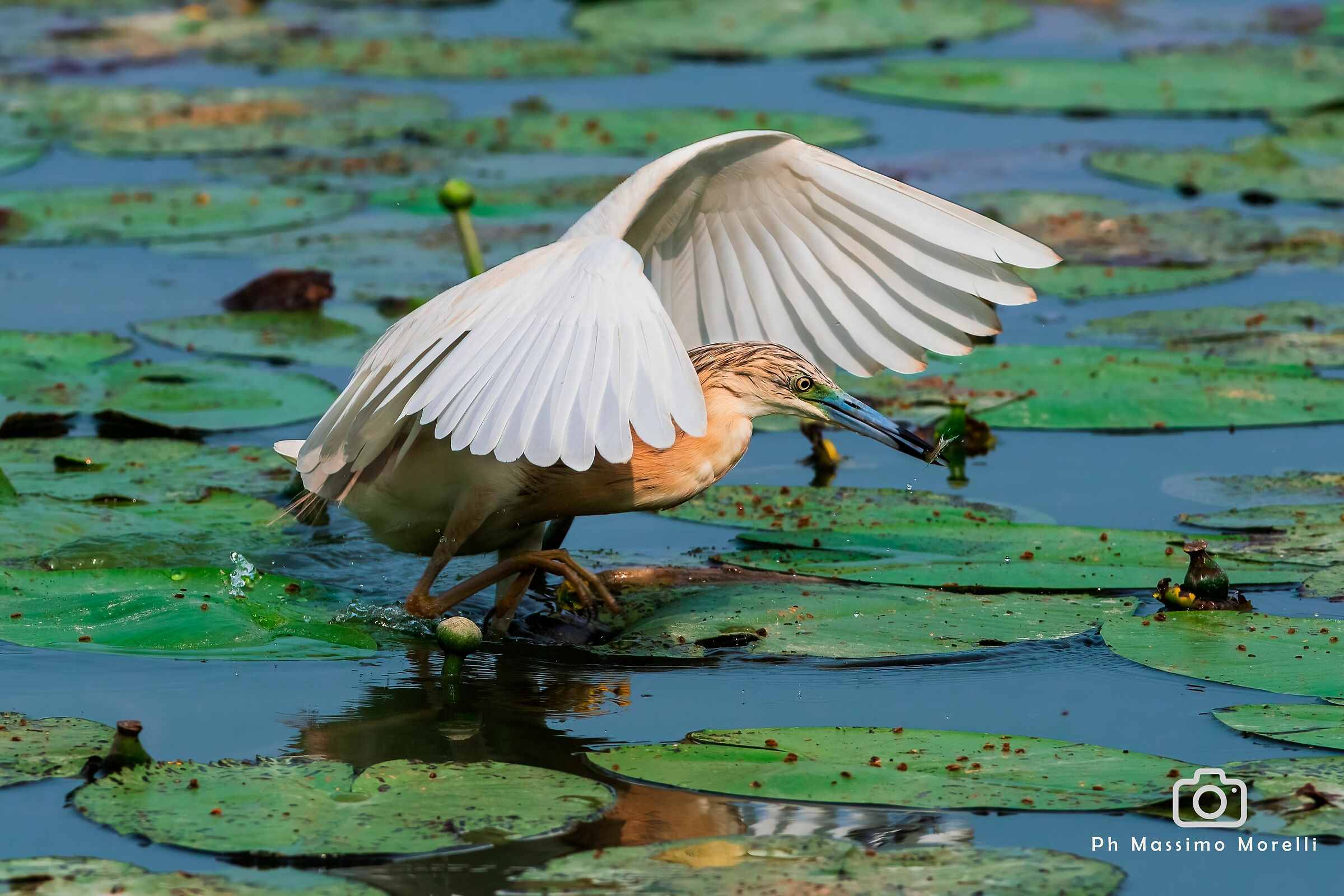 La caccia della sgarza ciuffetto