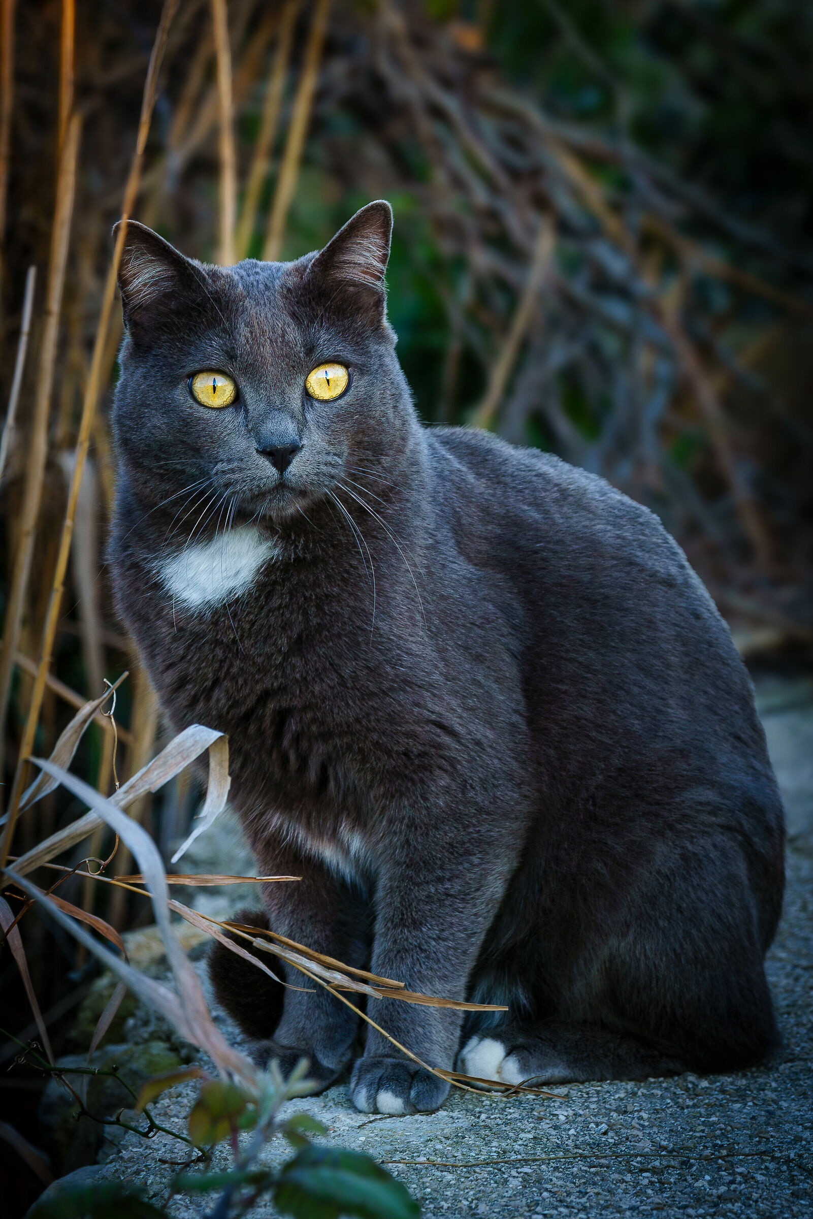 Cat
