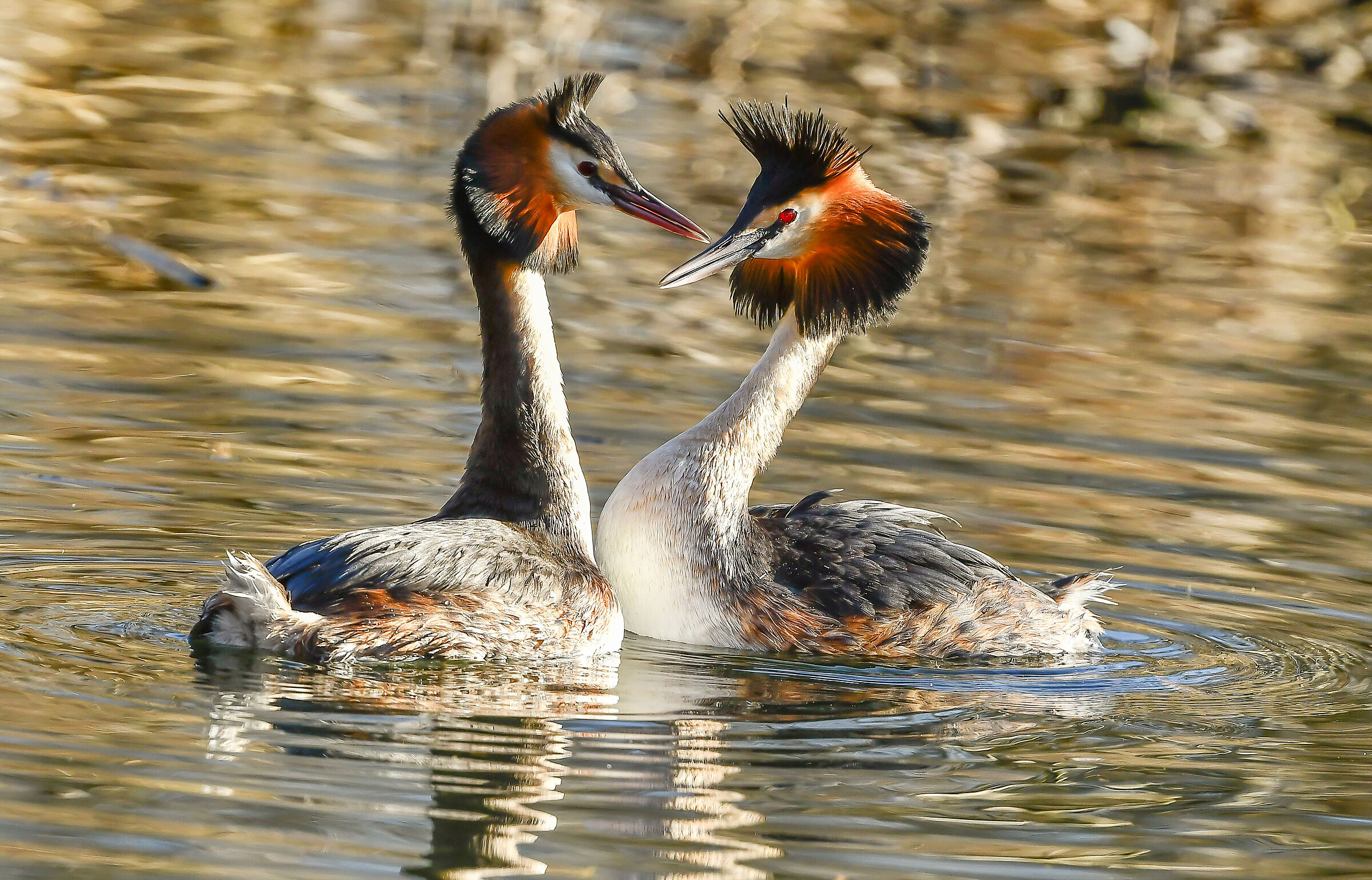 Courting Grebes