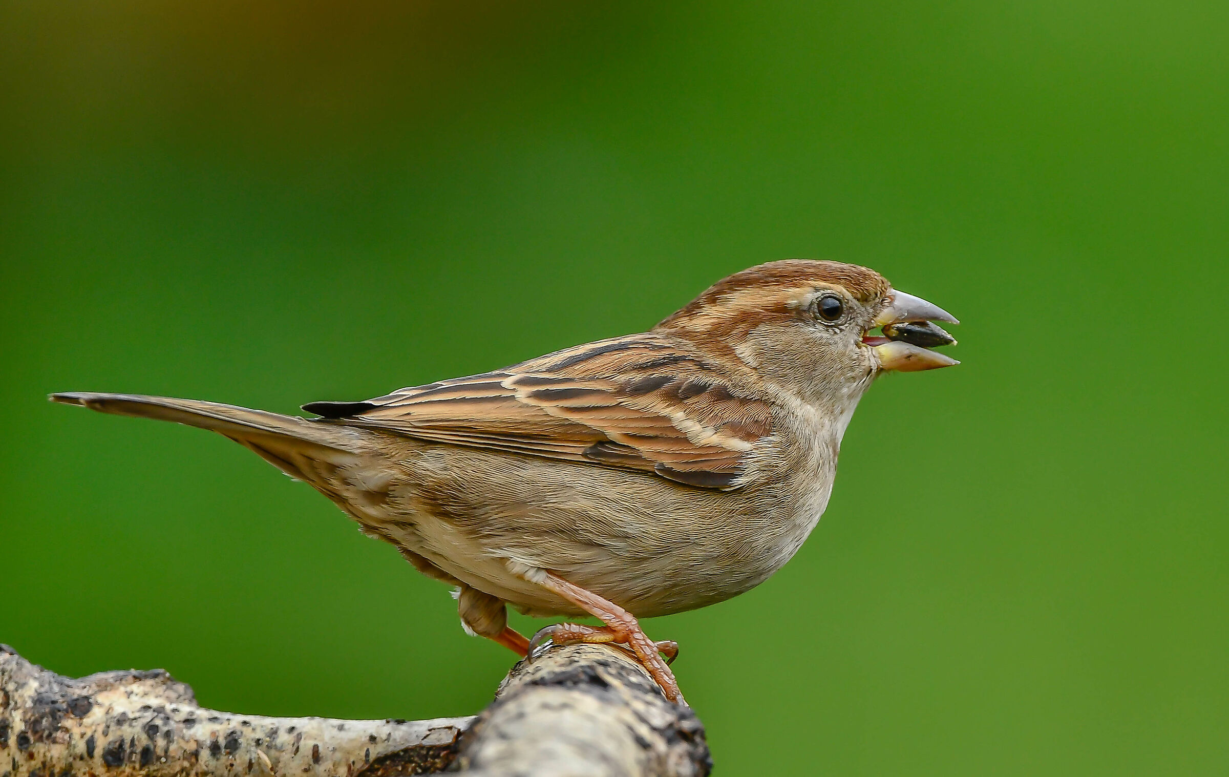 Sparrow