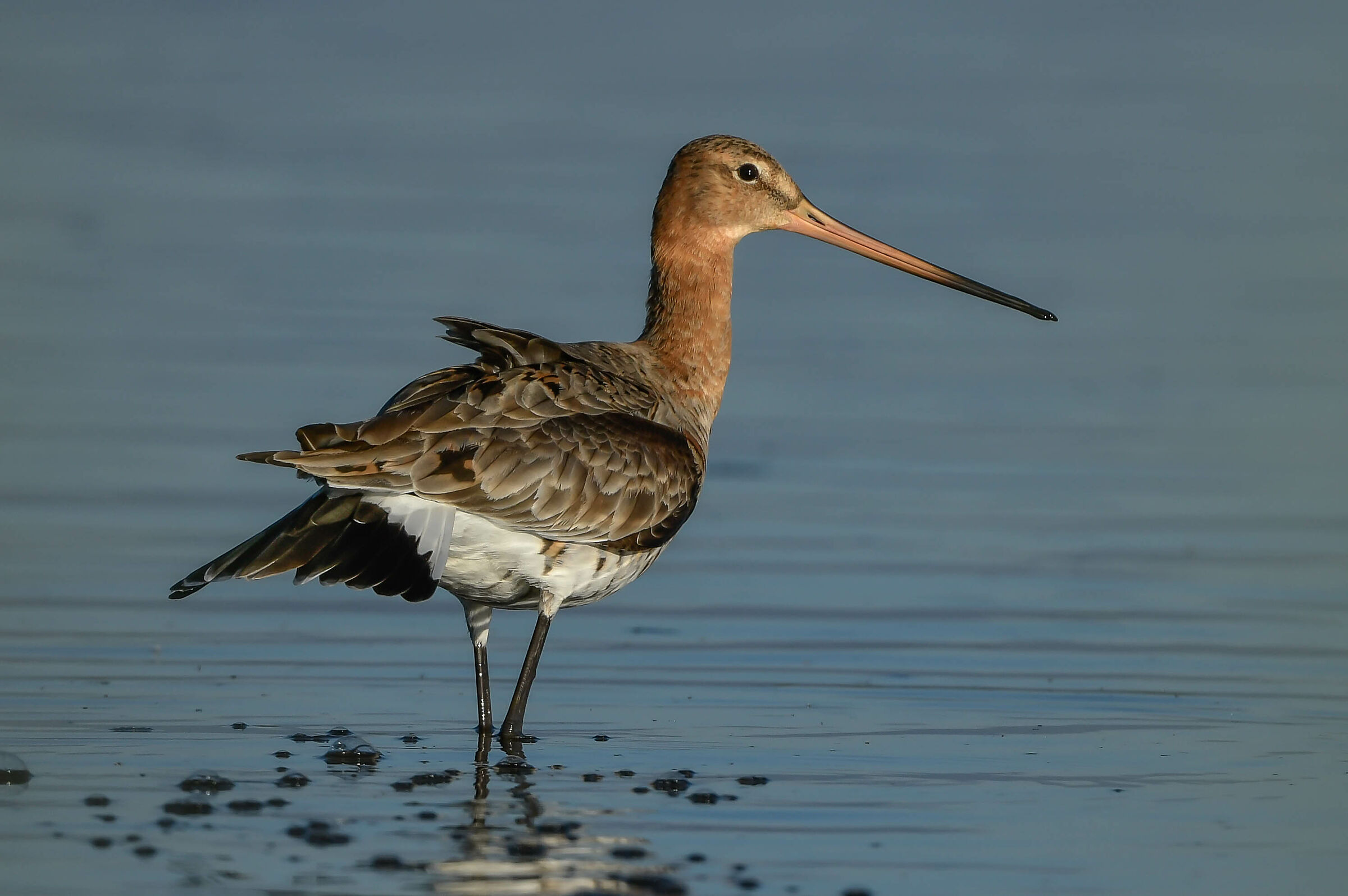 Black-tailed godwit