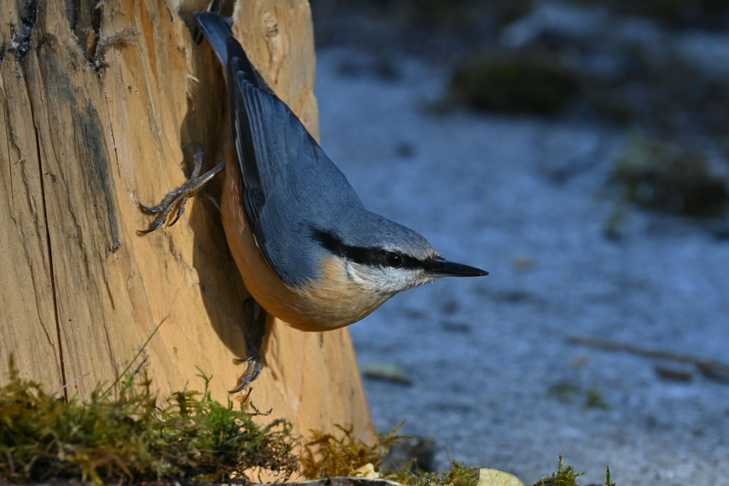 wood nuthatch