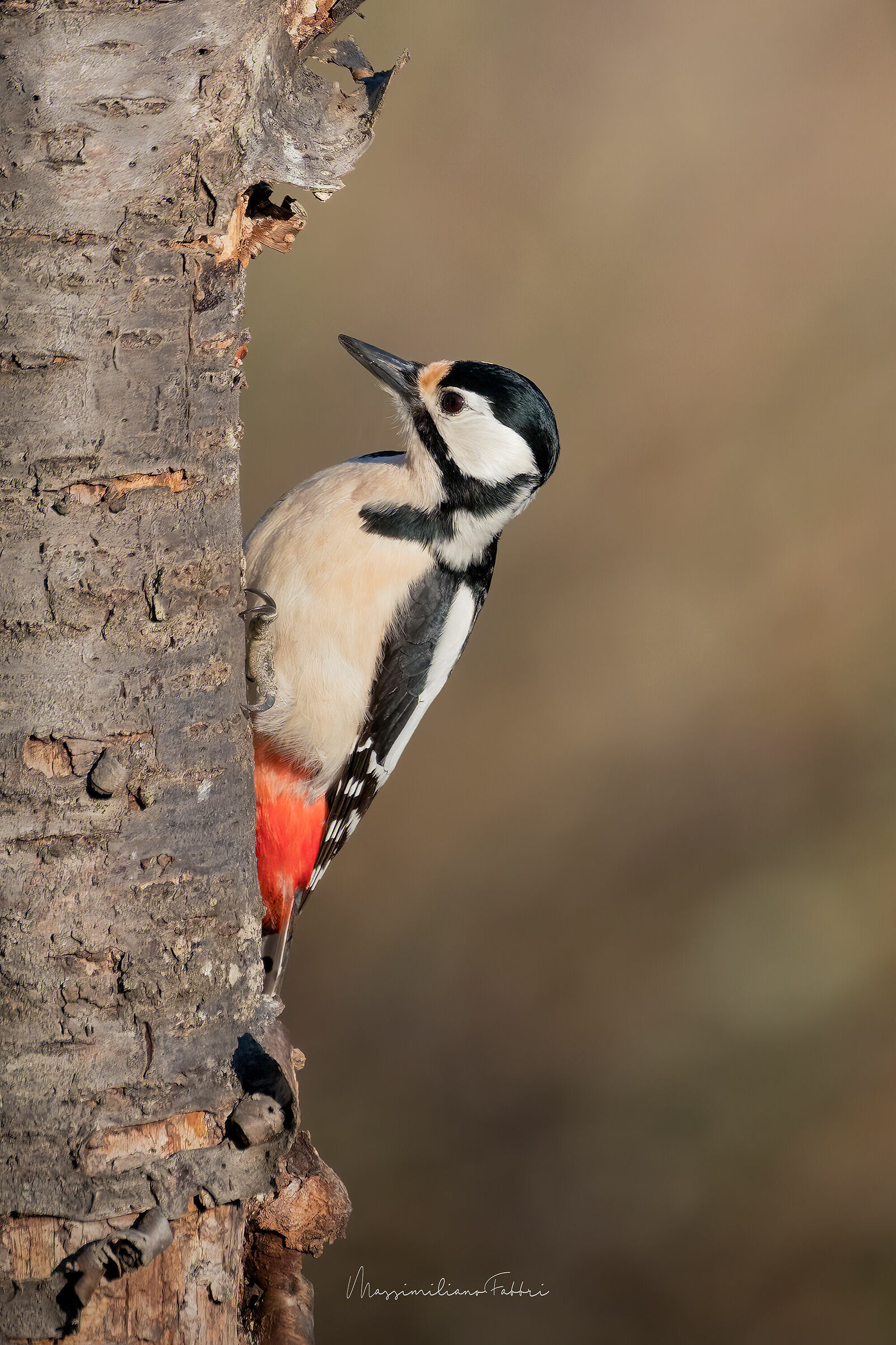 Picchio rosso maggiore