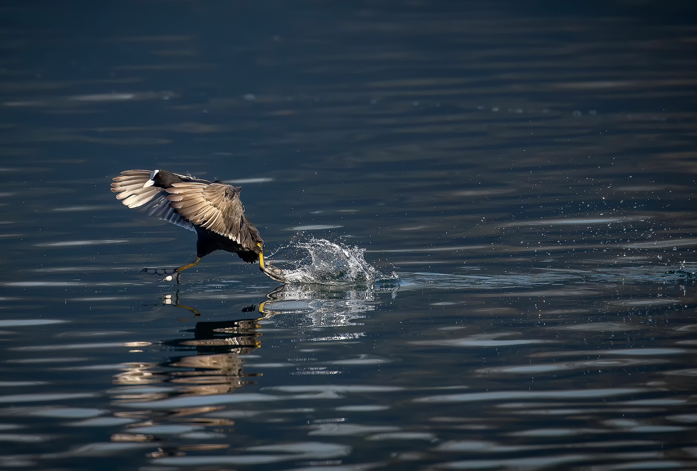 Running coot