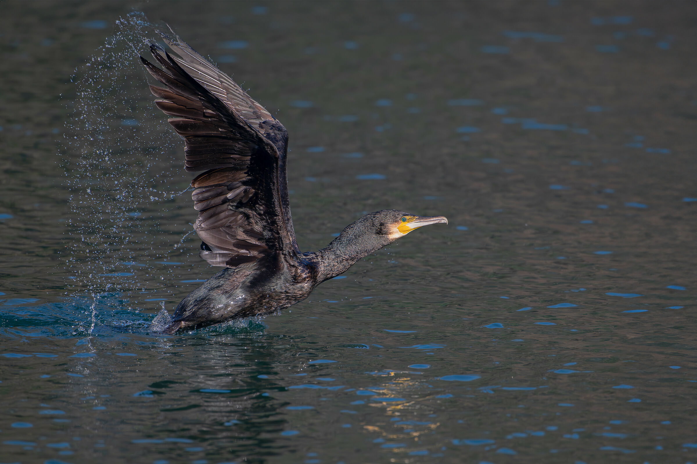 Pelican taking off