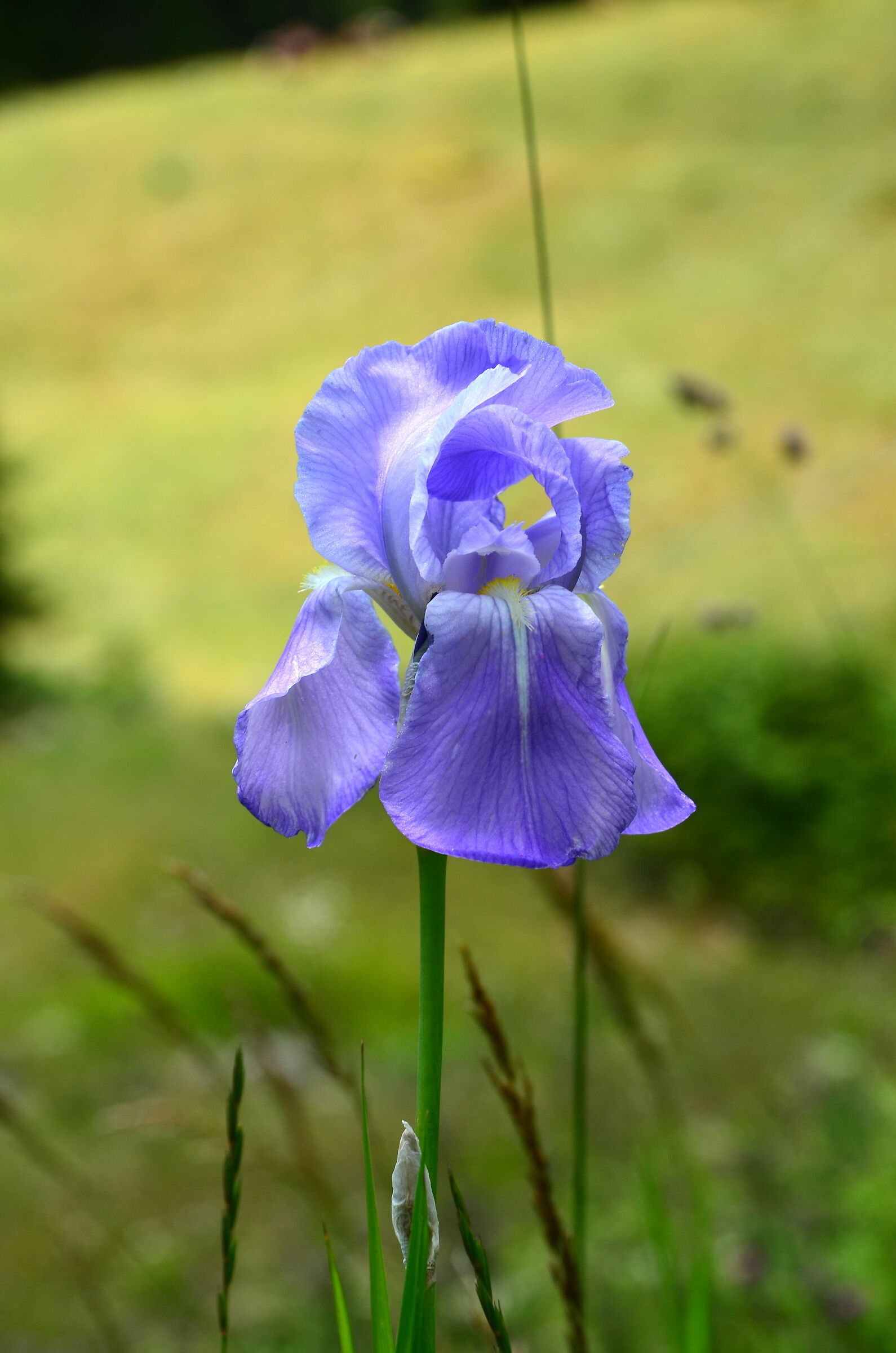 Iris
