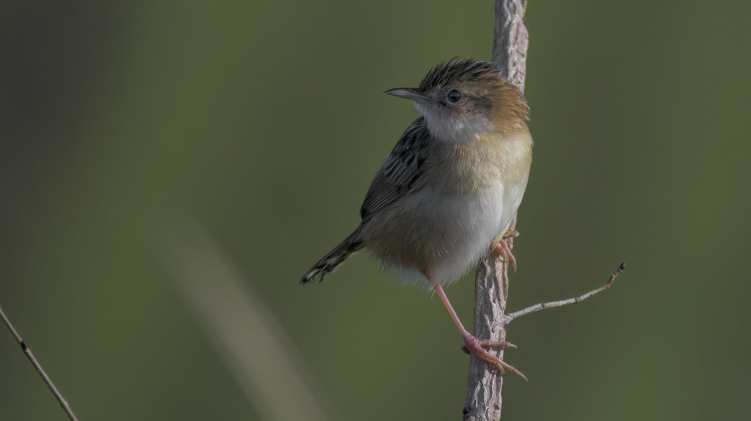 beccamoschino con 200-800