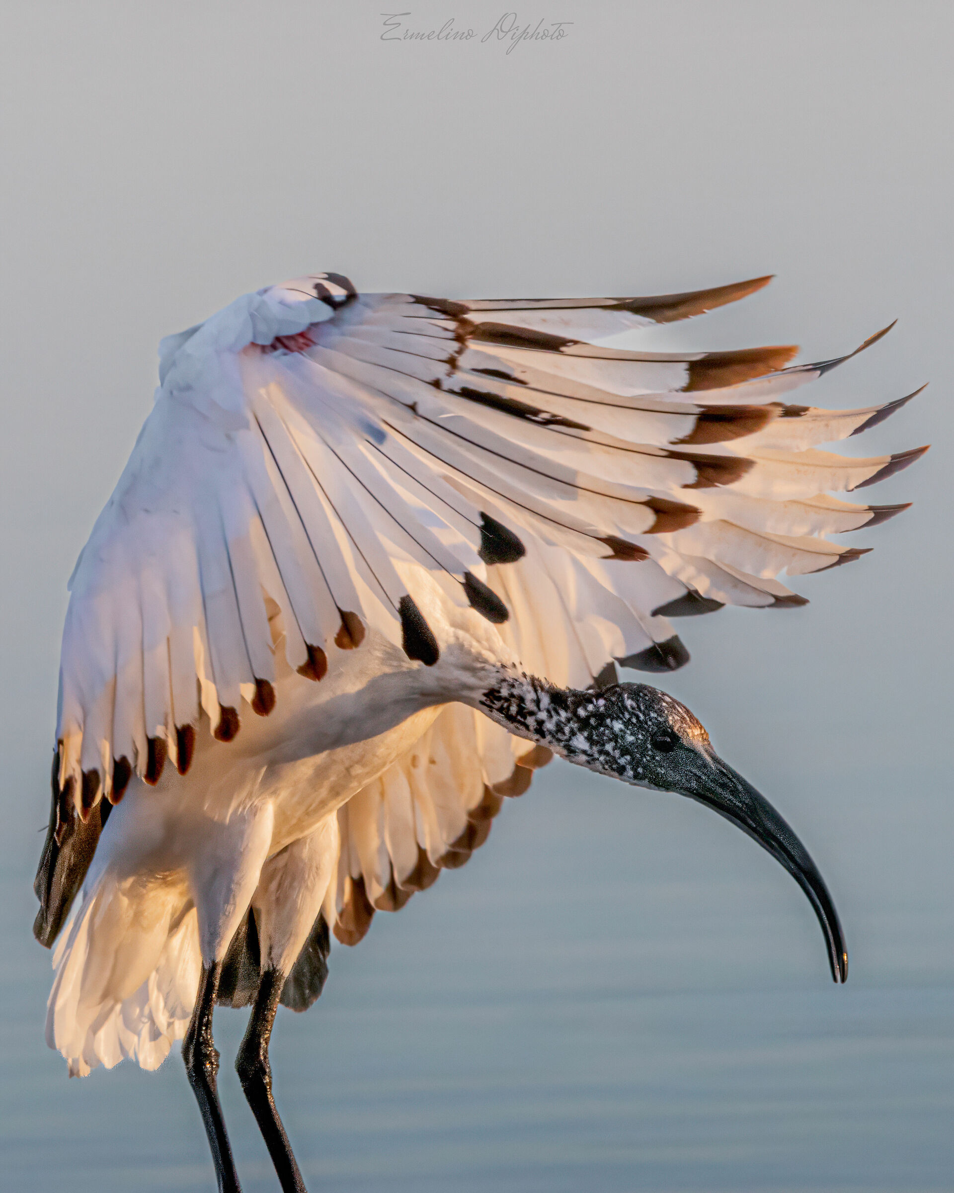 Sacred Ibis