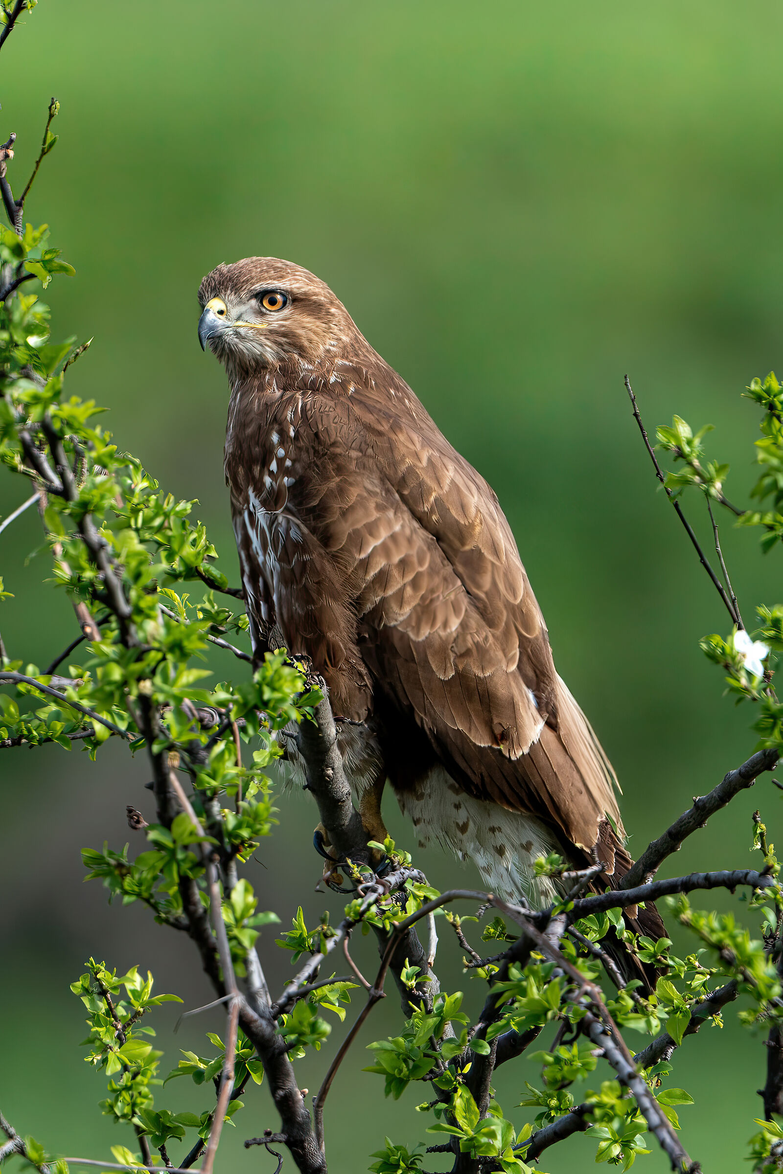 Buzzard on alert