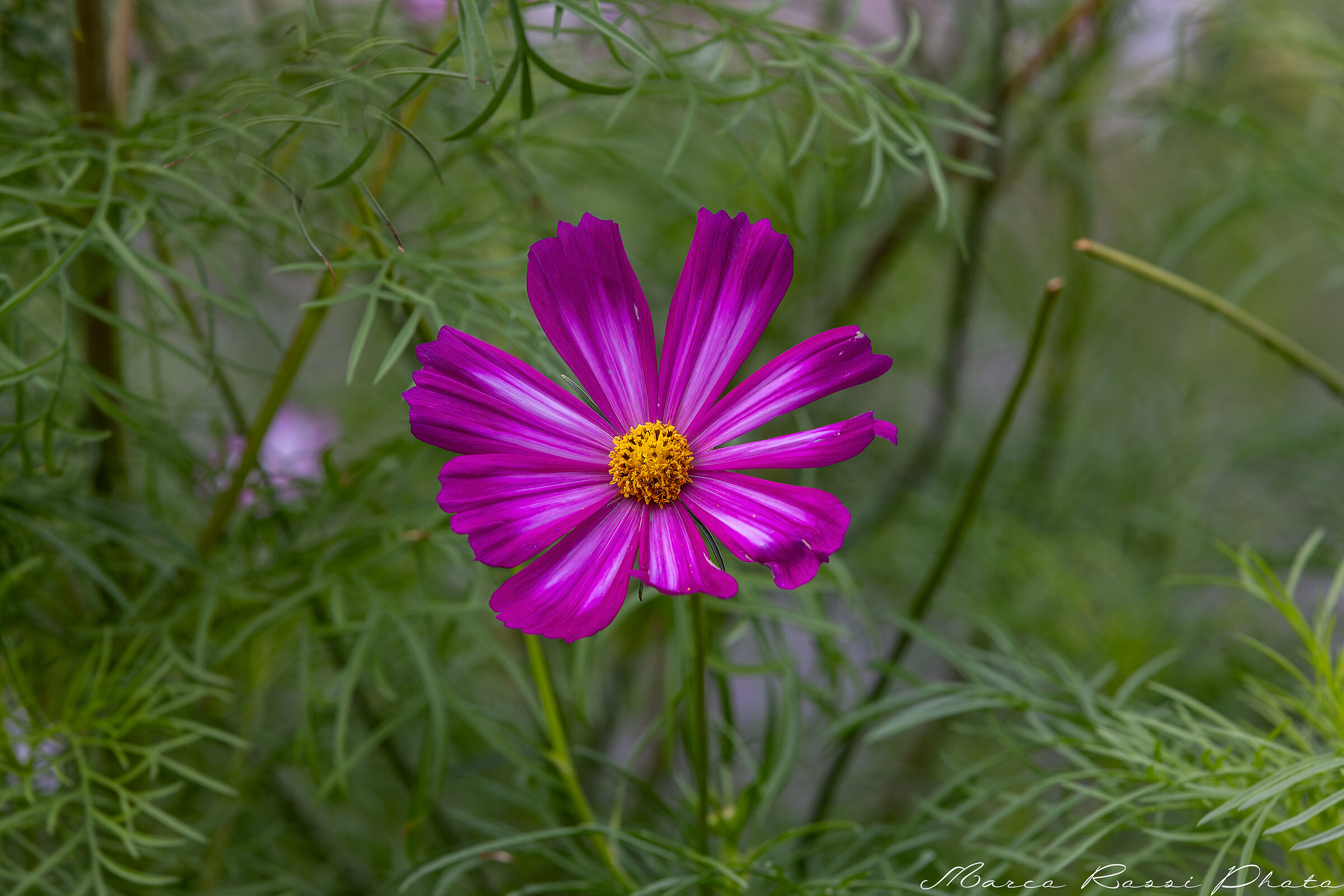 Flowers of the North