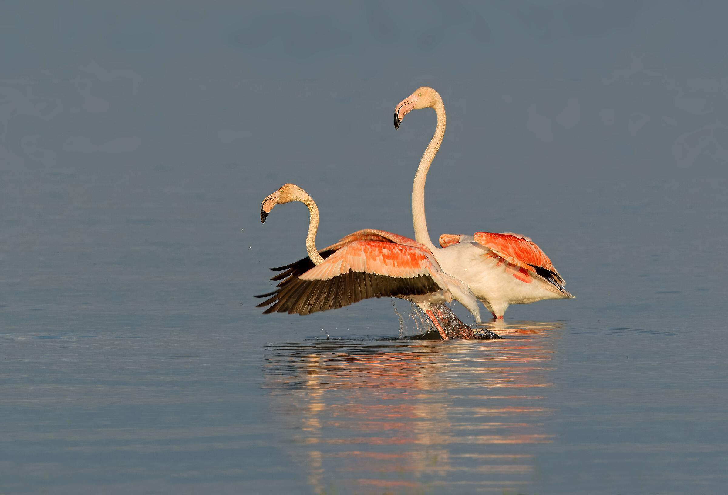 Greater flamingo