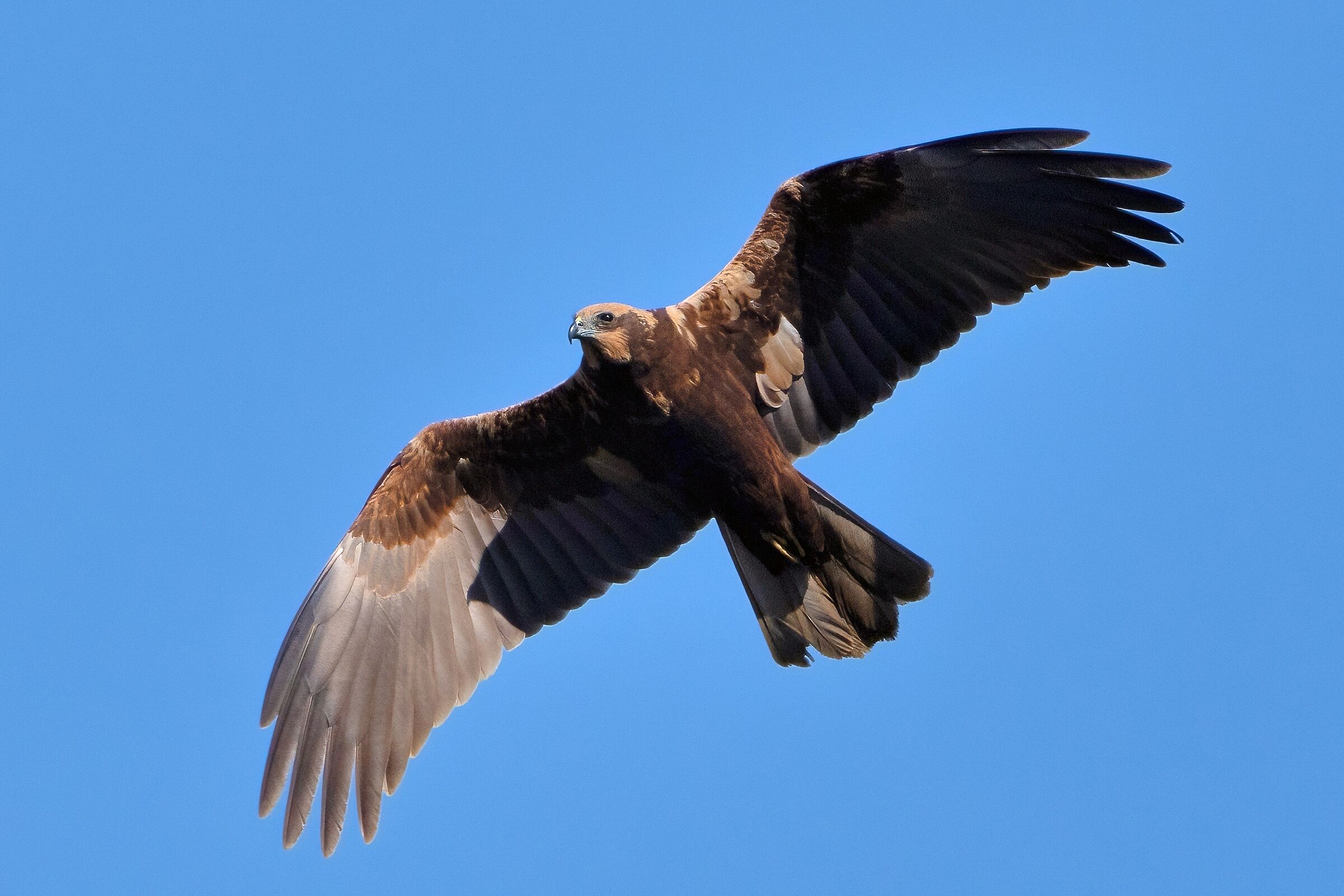 Falco di palude (Circus aeruginosus)