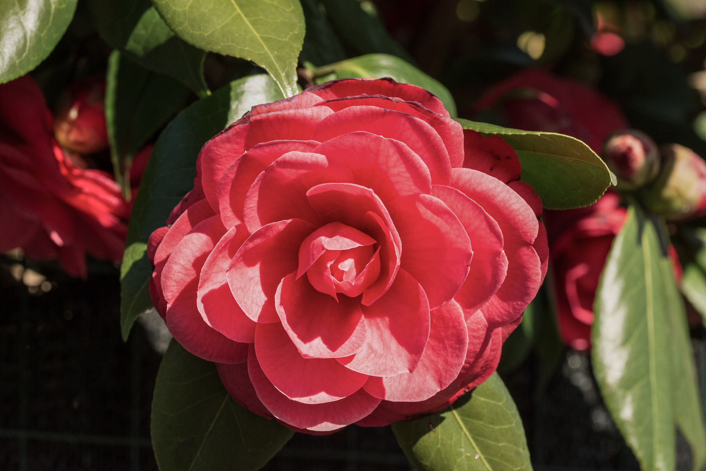 camelia