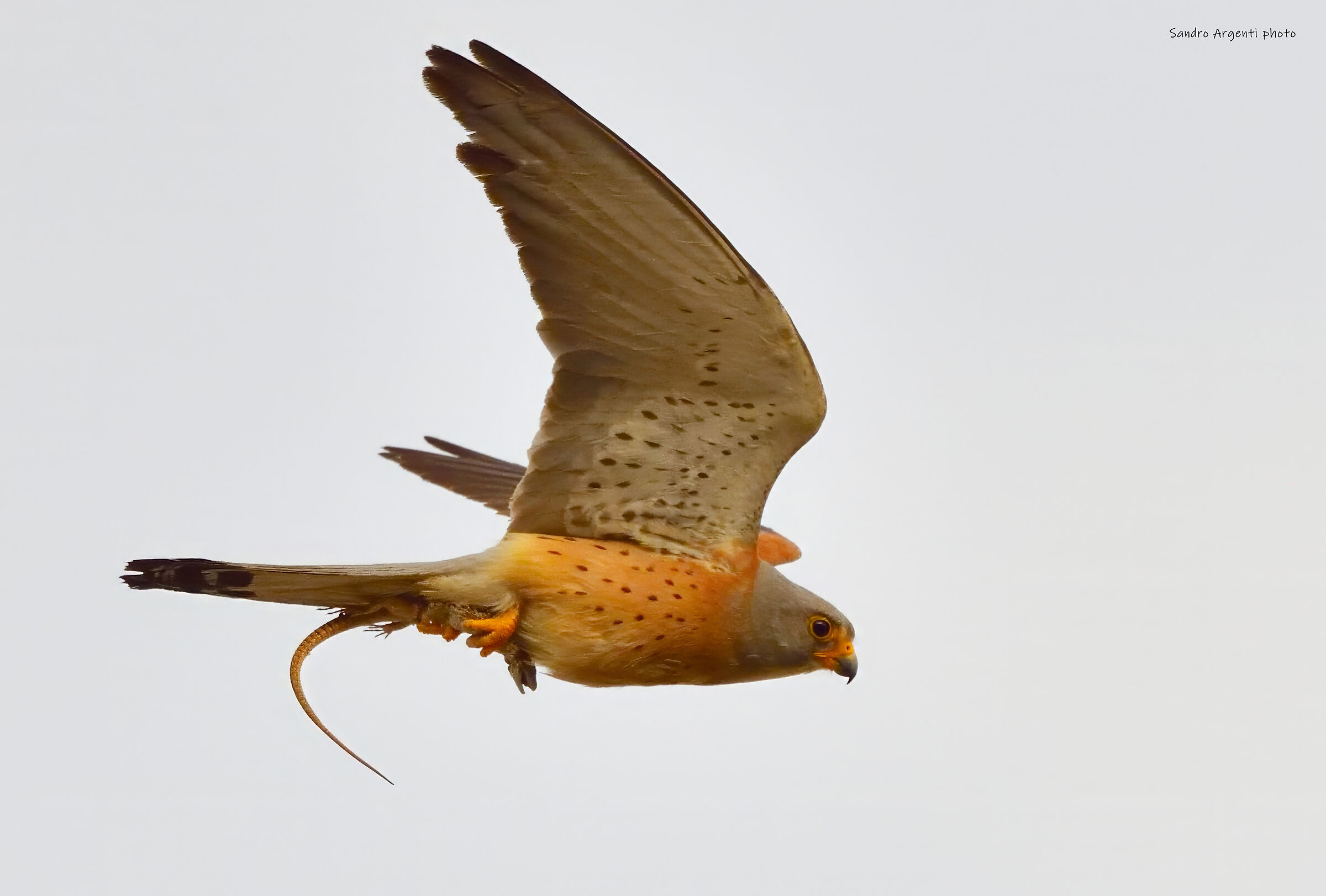 Una Lucertola fra gli artigli del Falco grillaio.