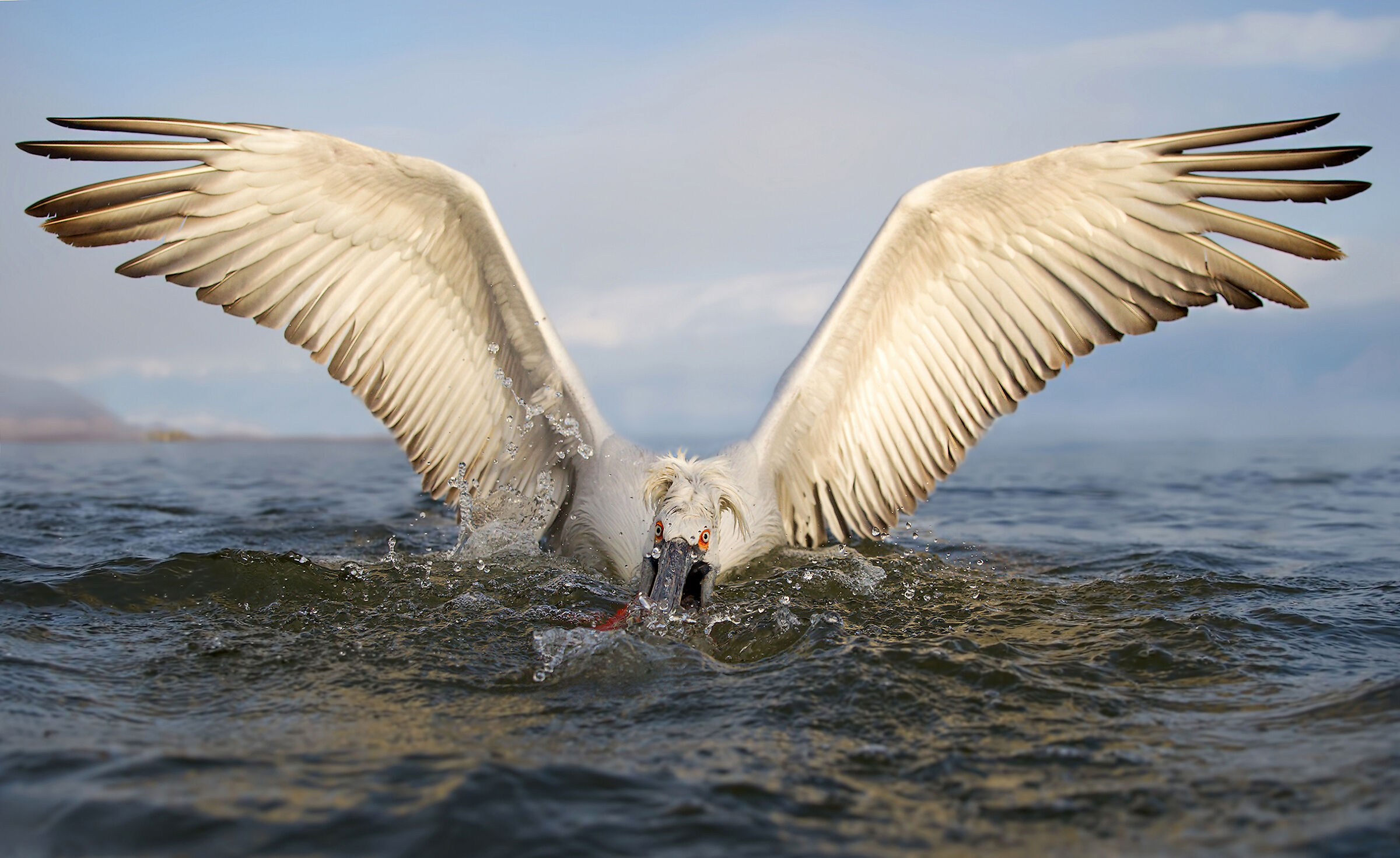 Dalmatian pelican