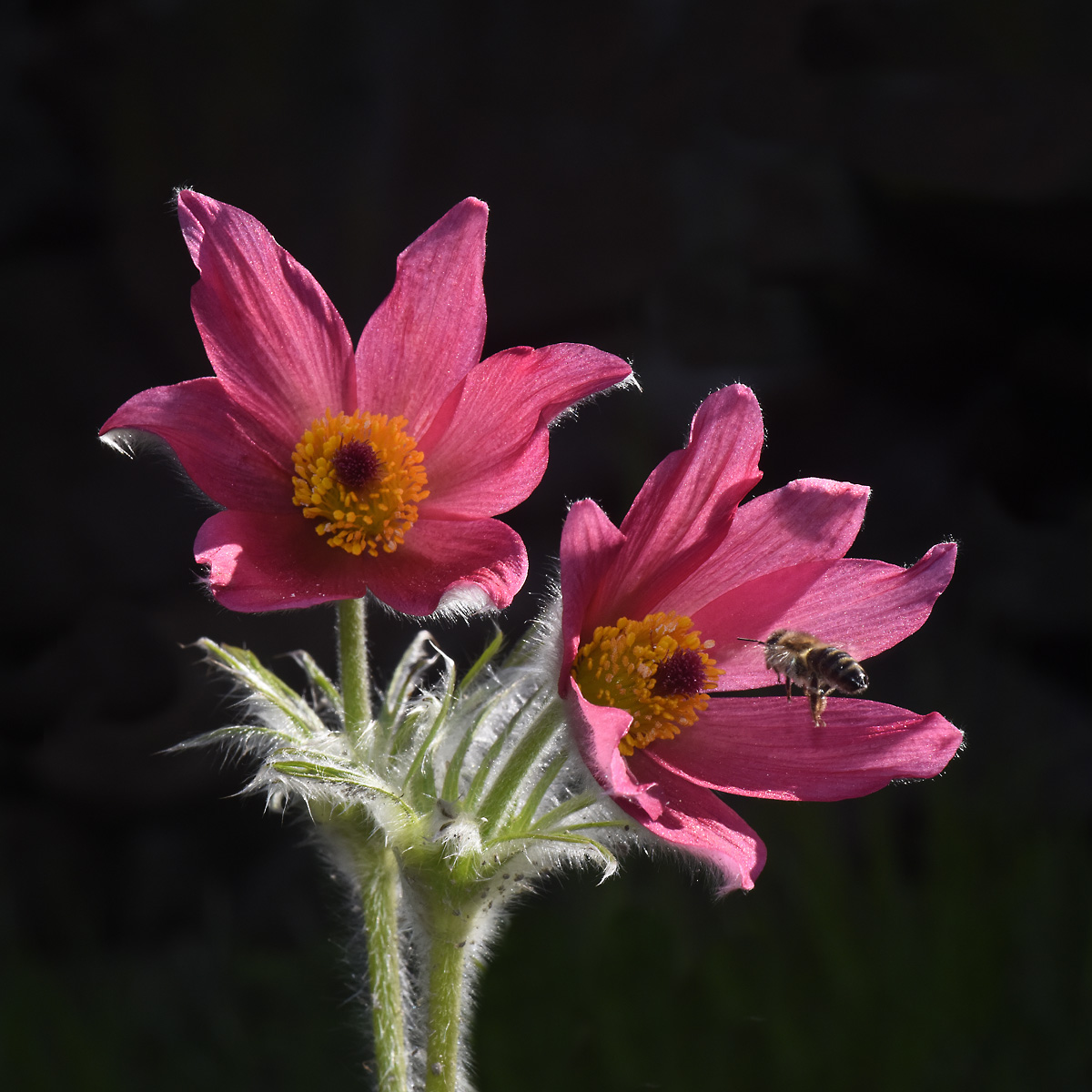 Pulsatilla con ape in arrivo