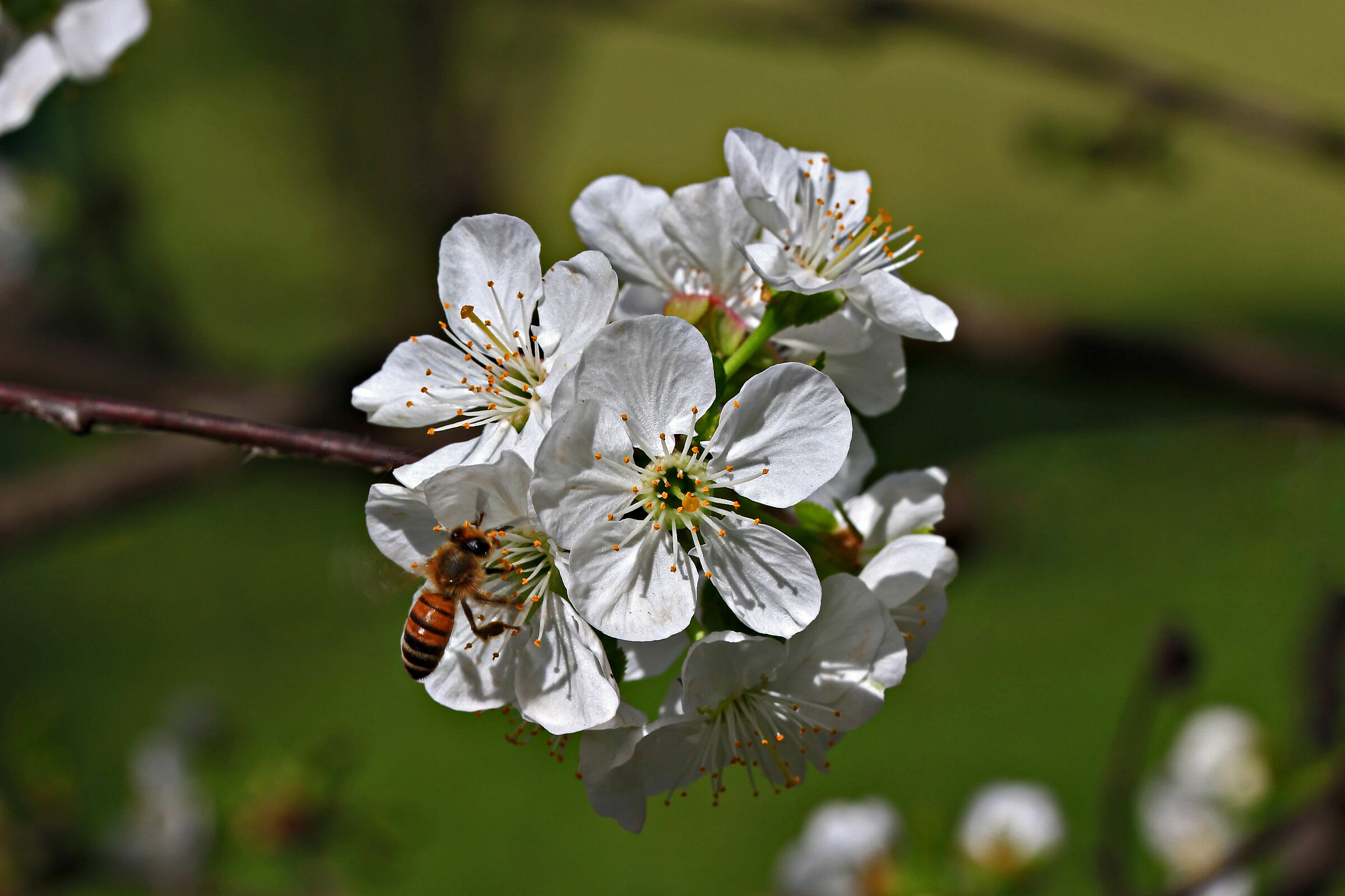 Rendezvous with spring