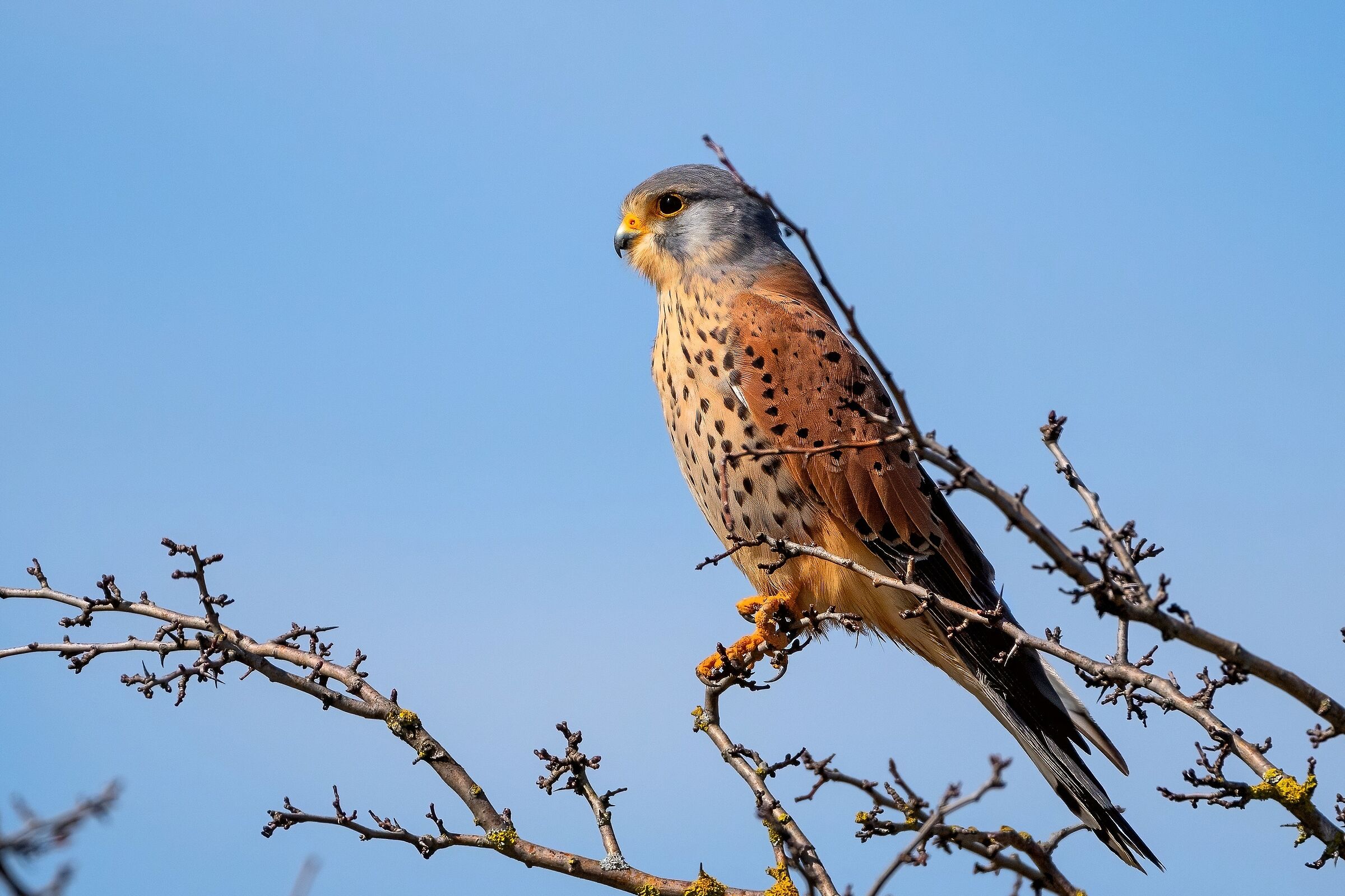 Kestrel (Falco tinnunculus)