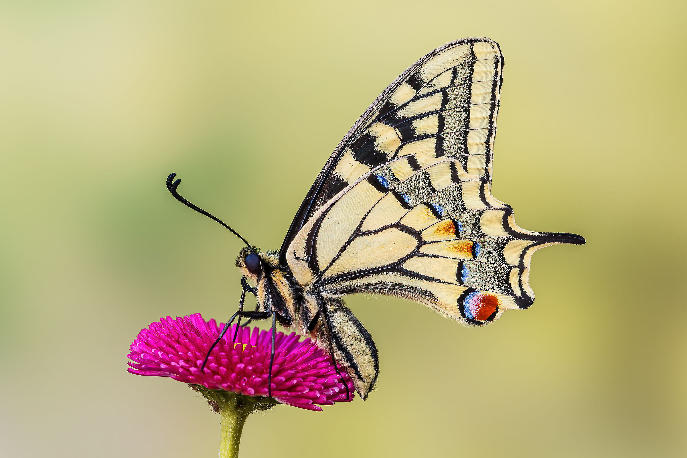 Swallowtail