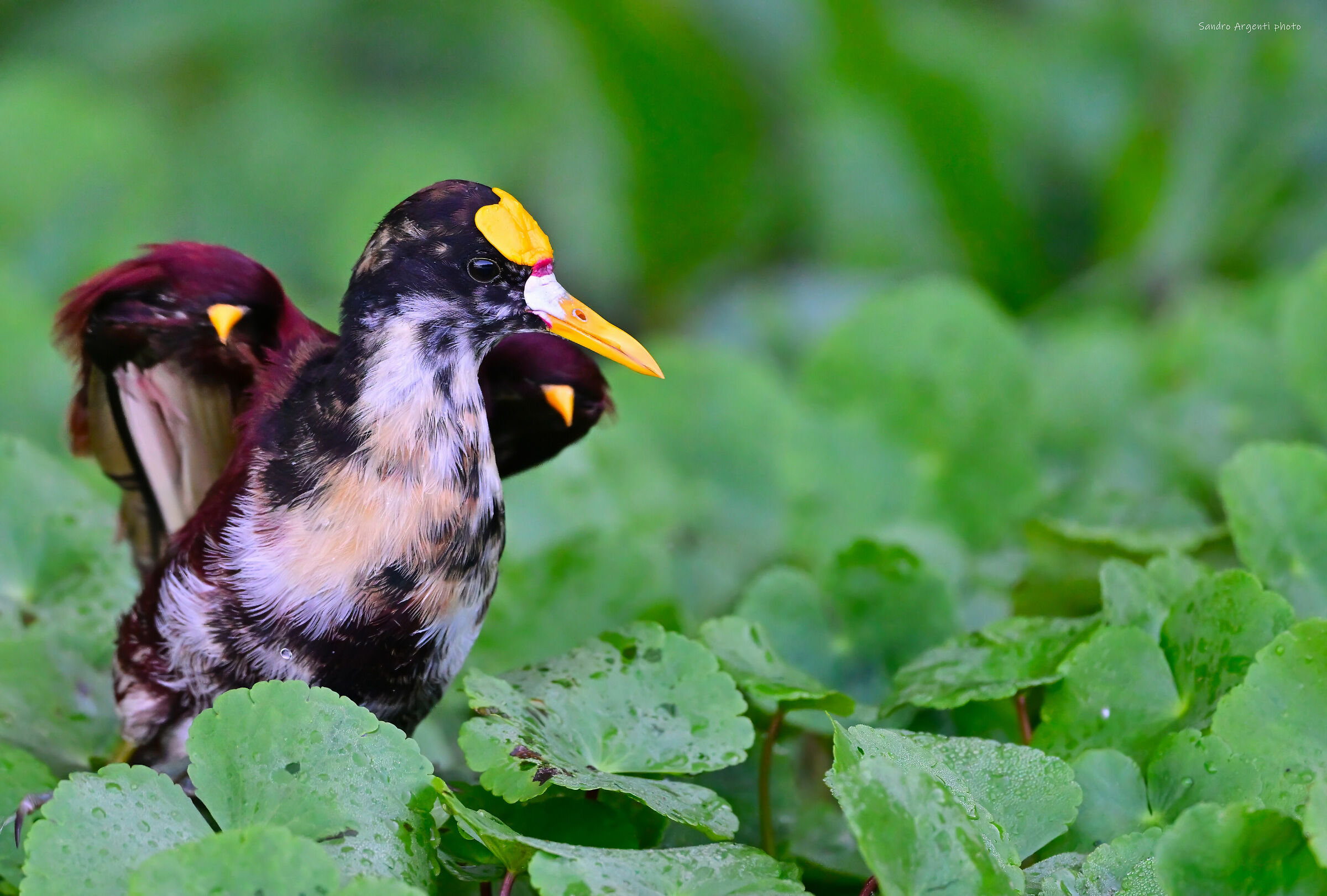 Jacana spinosa (Jacana spinosa).