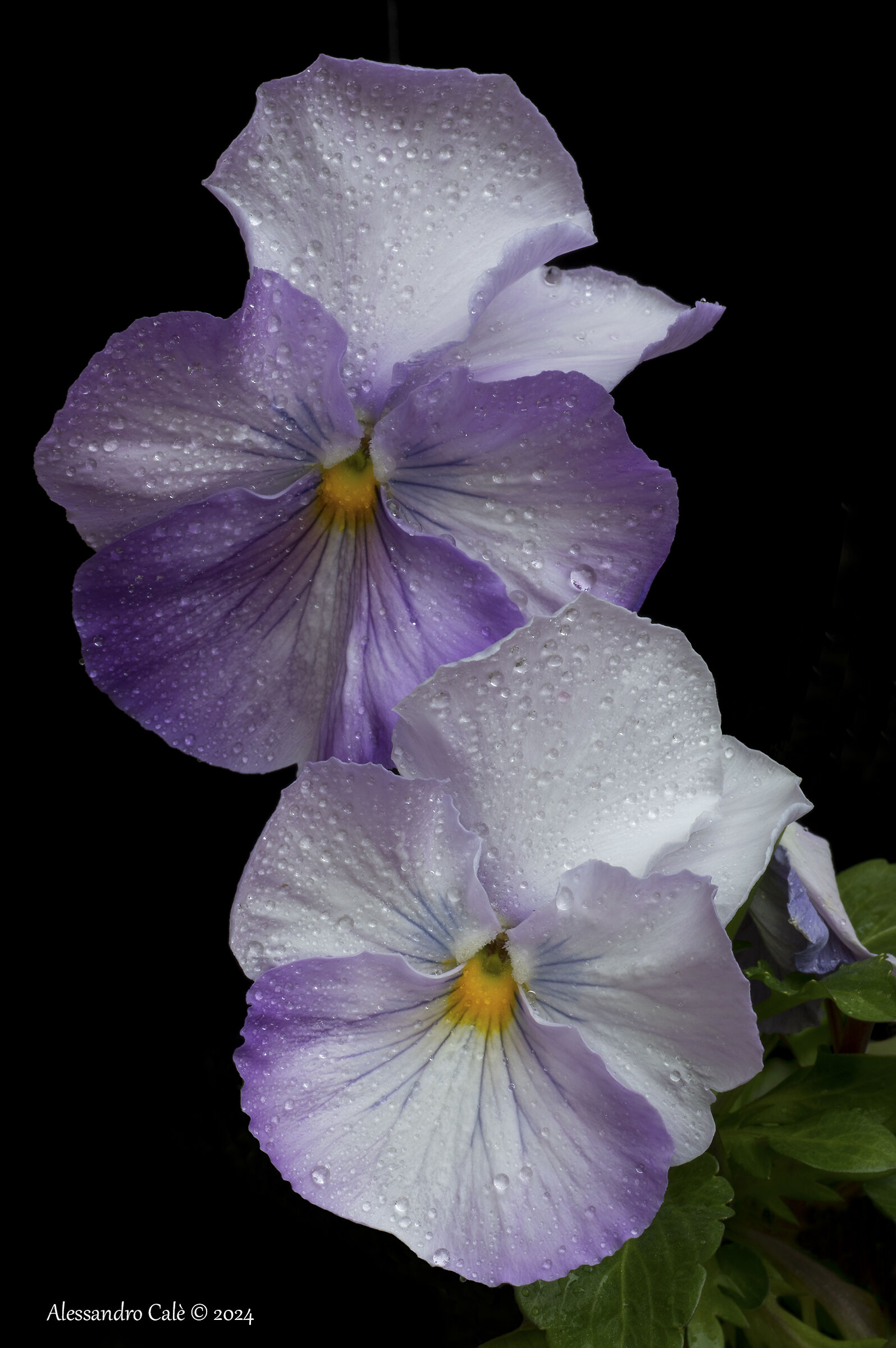 Antoinette's Violets 5870