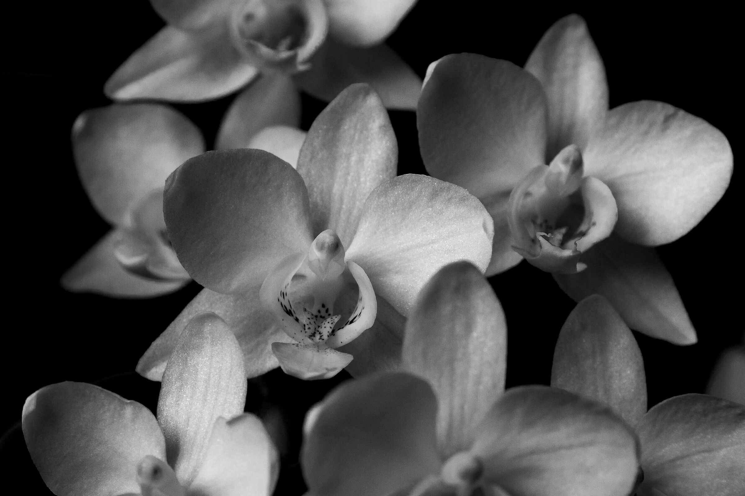 Phalaenopsis