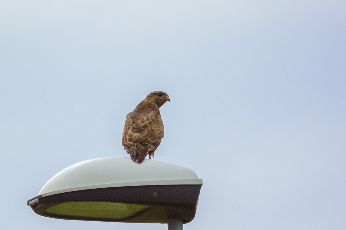 Buzzard