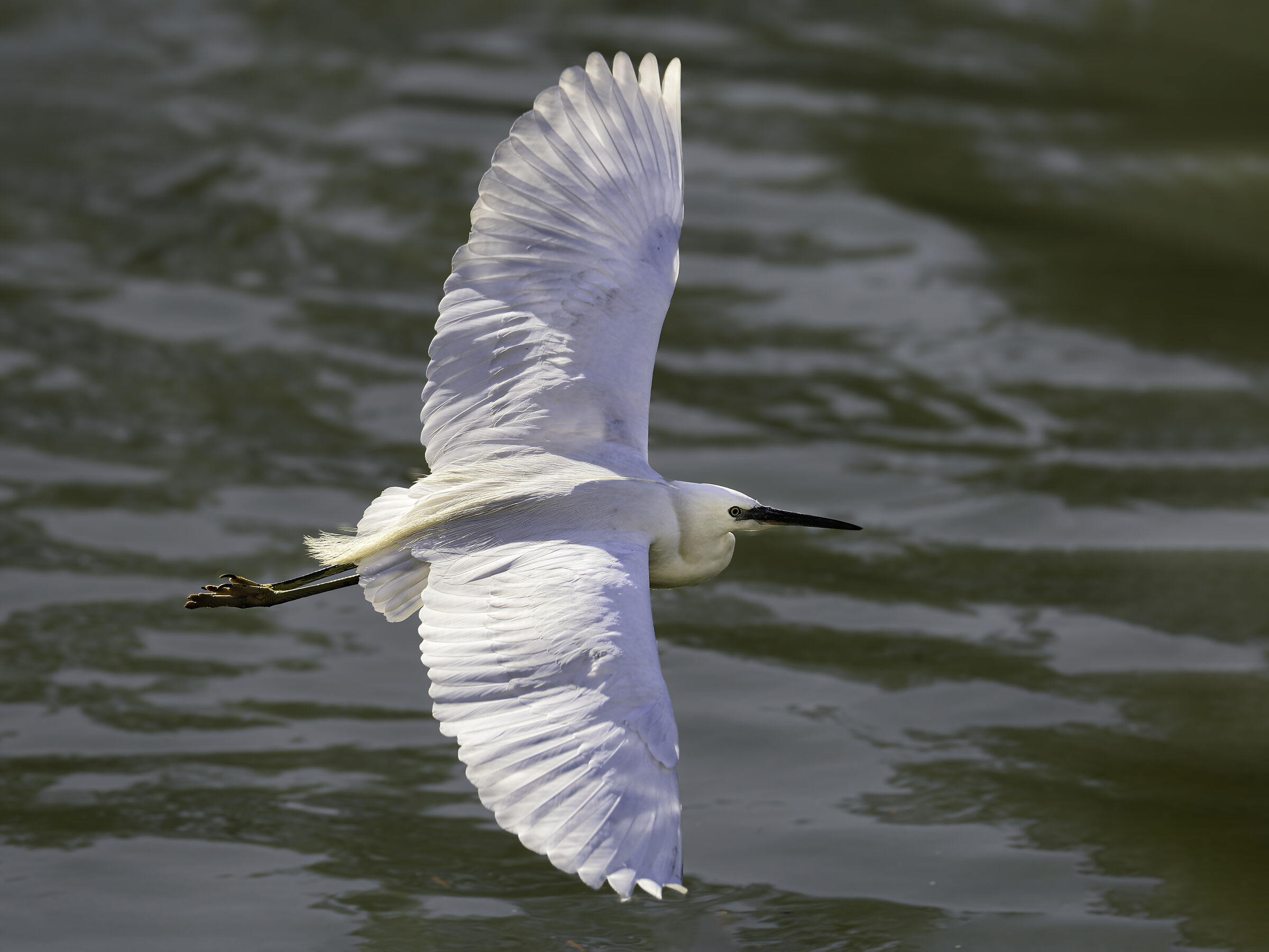 Egret in flight