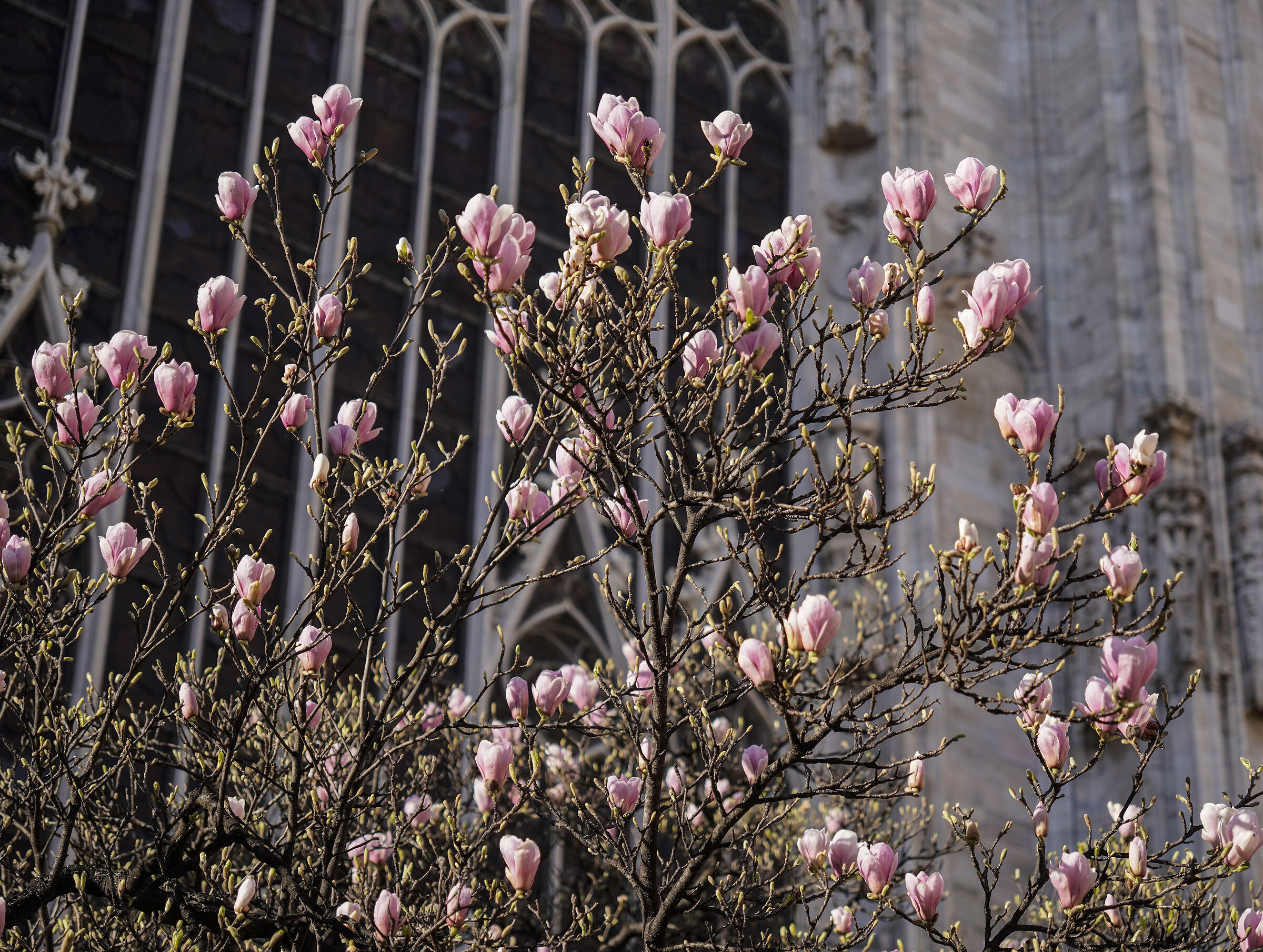 "Magnolia denudata" in Piazza Duomo - 07/03/2024, ...