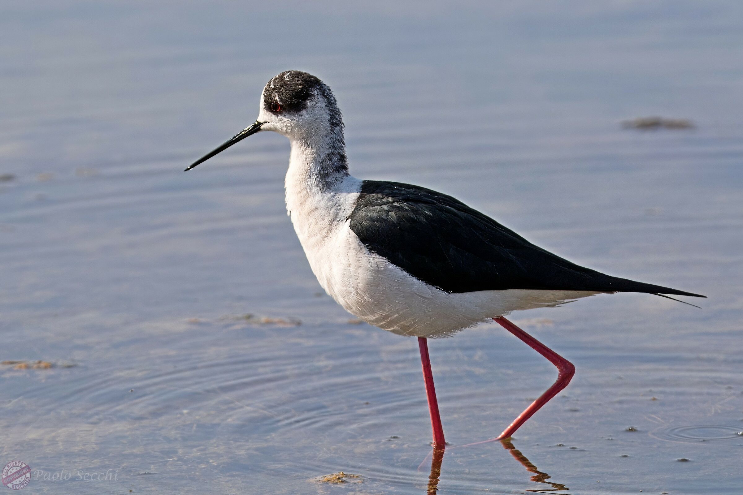 Himantopus himantopus (Black-winged Stilt)