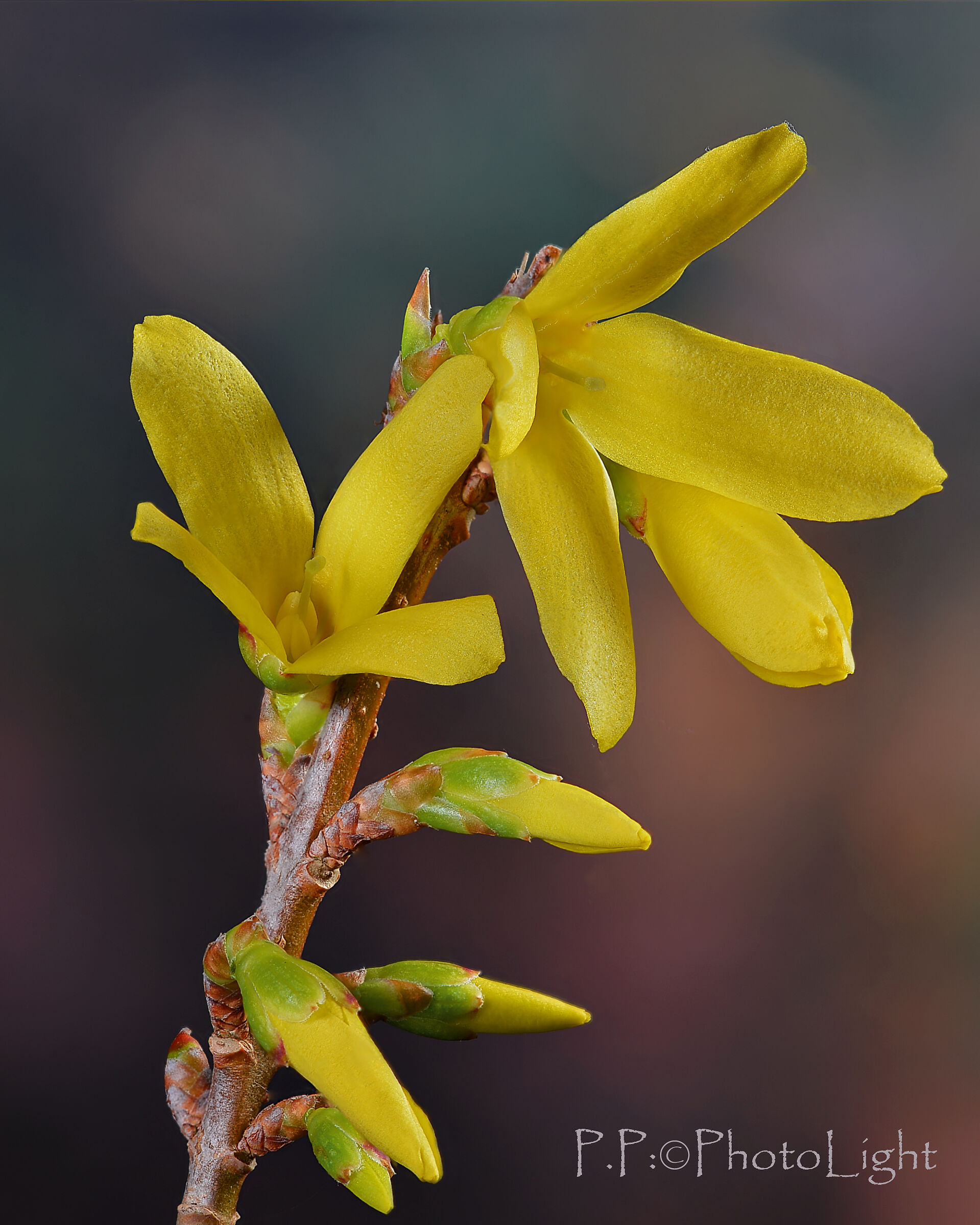 When it's forsythia, it's spring