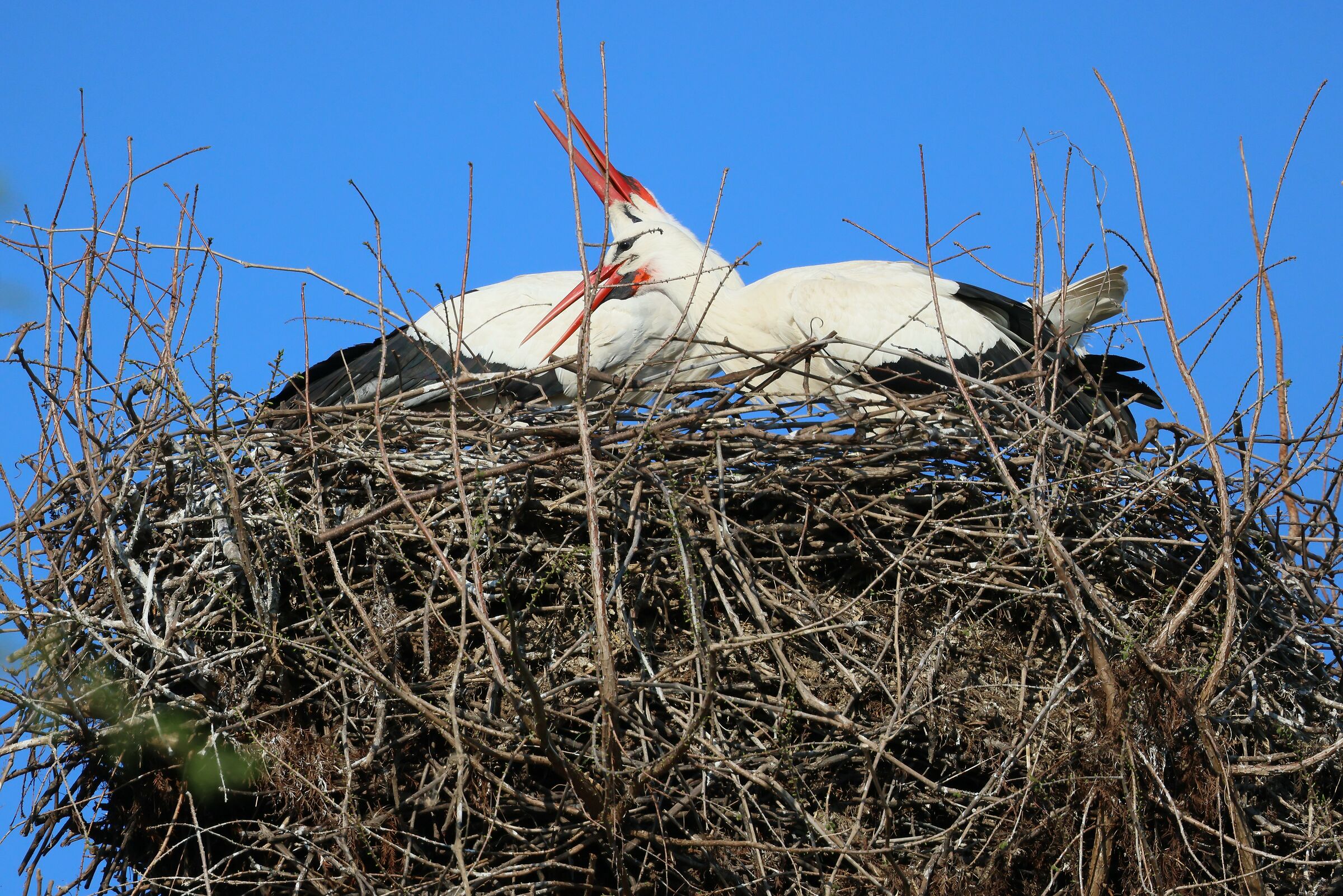 Grumpy storks