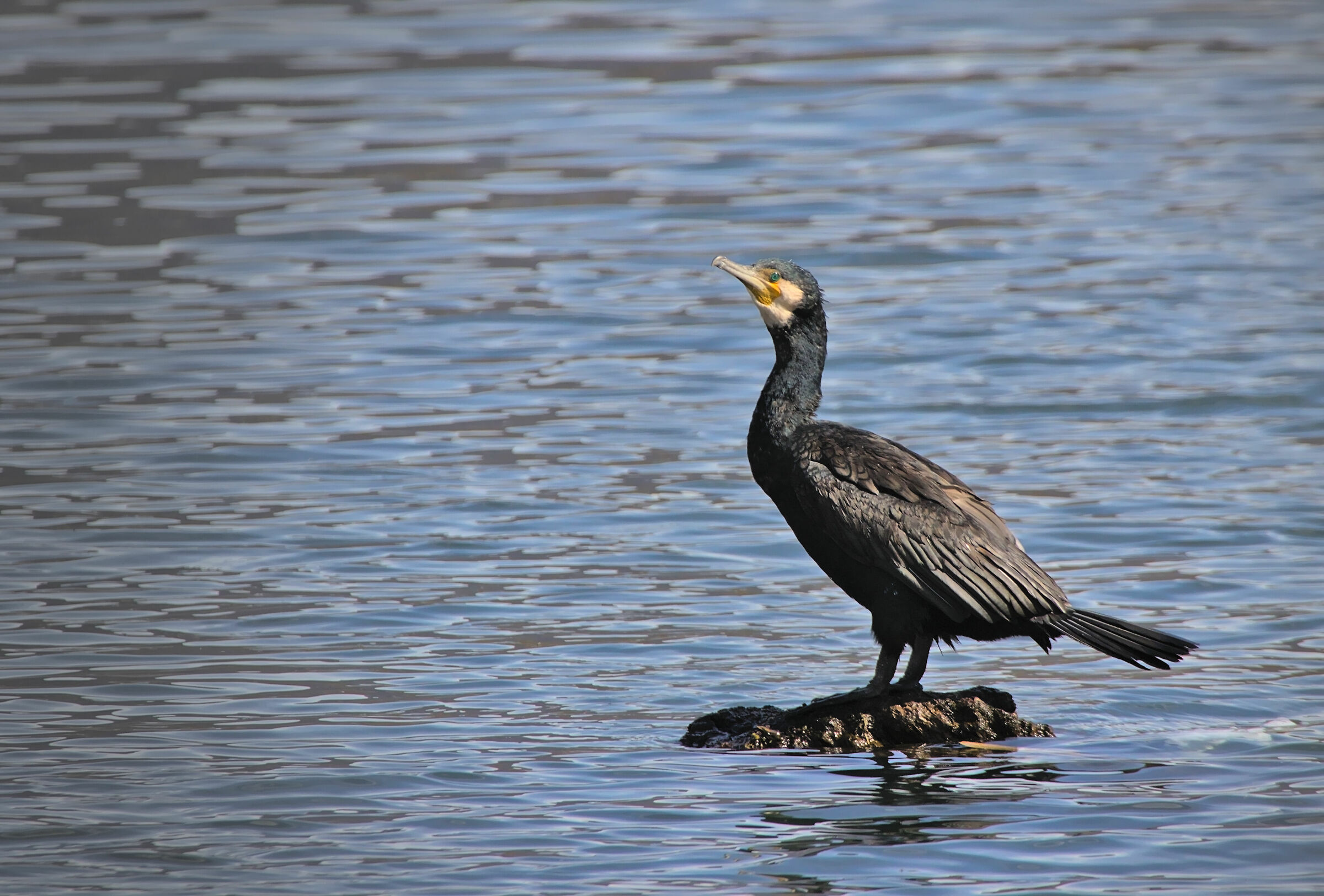 Cormorant