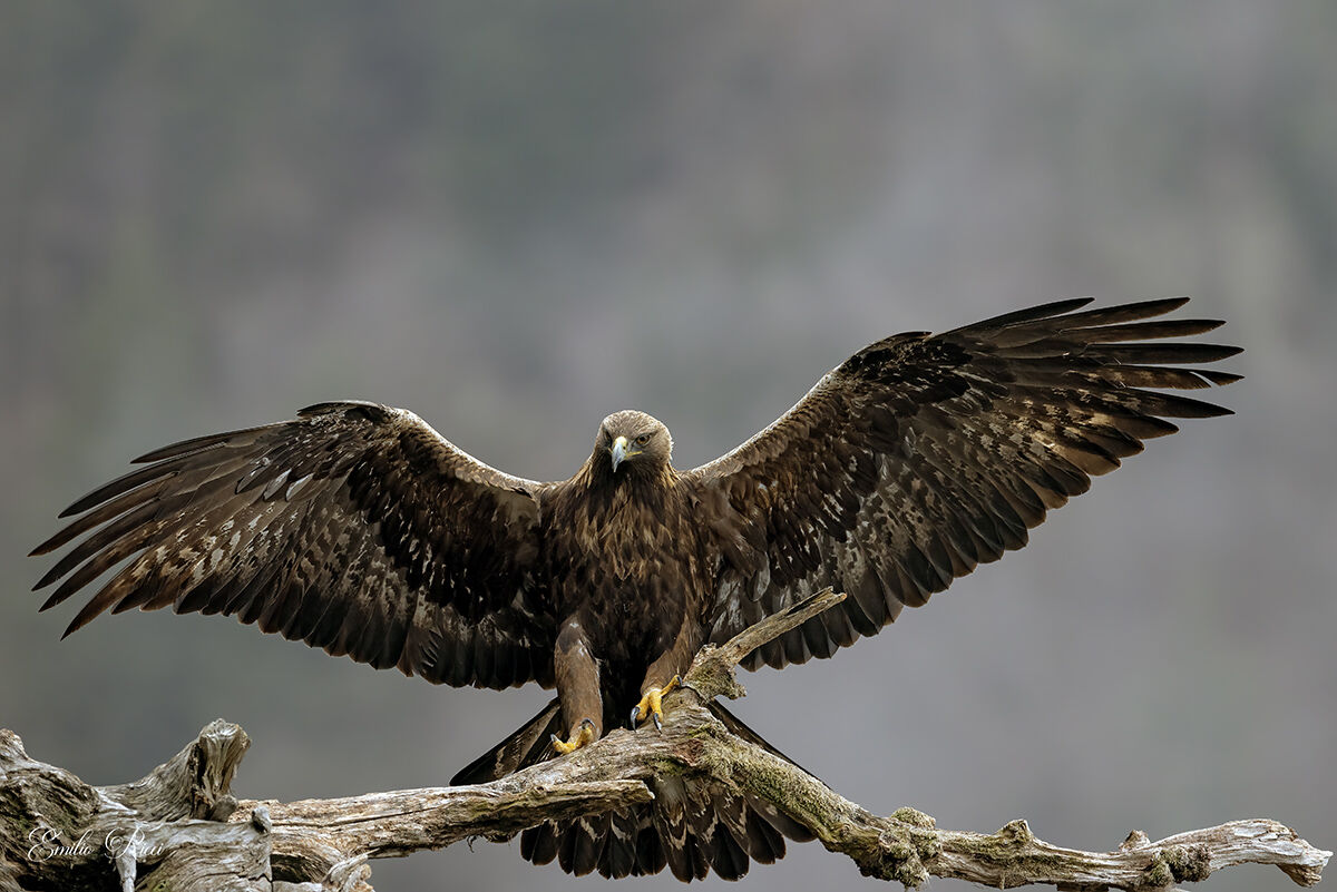 Aquila reale Alpi Italiane